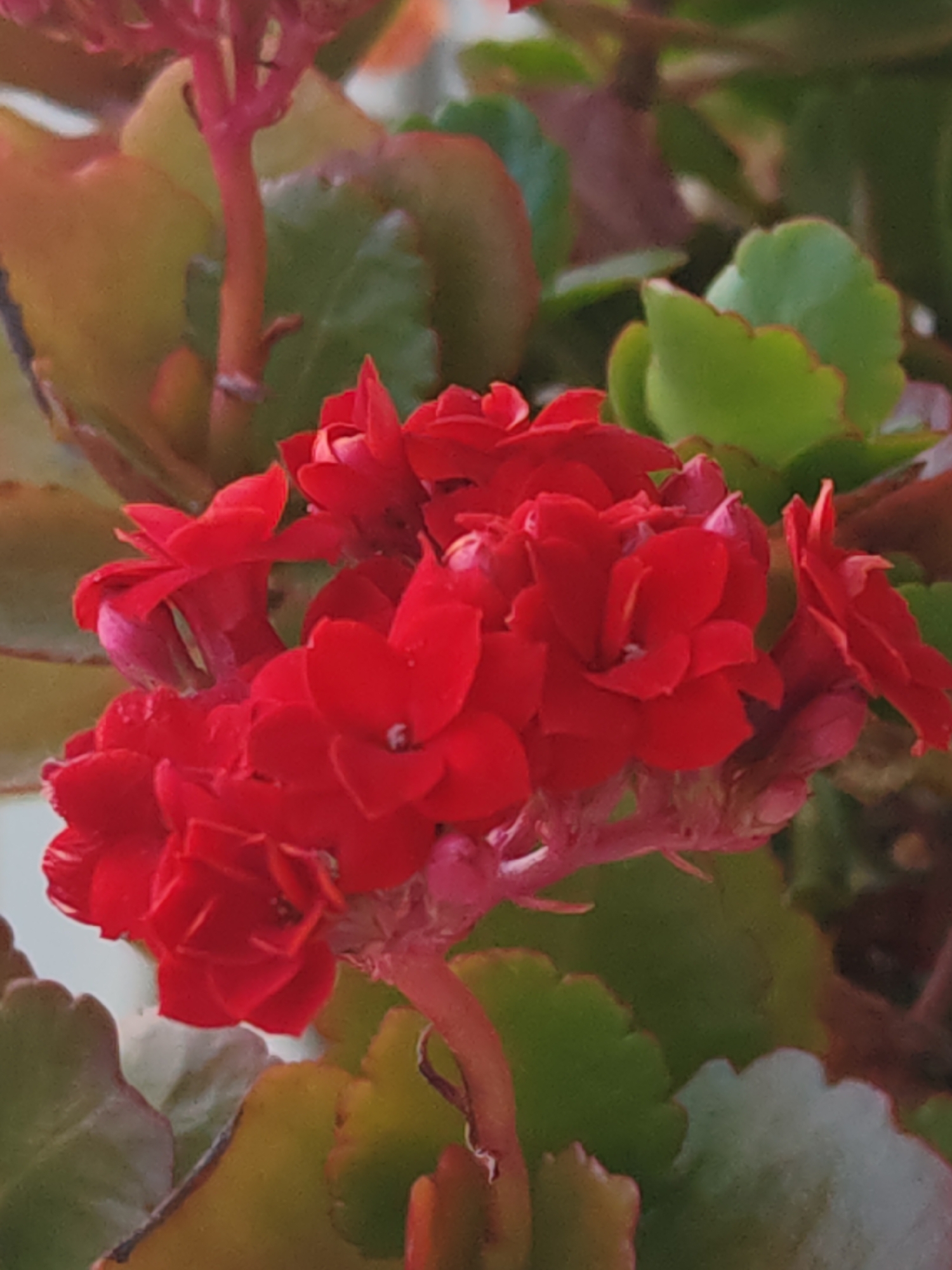A close-up photograph captures a vibrant Kalanchoe blossfeldiana plant, identified as being located in Shumen, Bulgaria. The central focus is a dense cluster of numerous small, scarlet-red flowers, each displaying four petals, with various blossoms in stages from tight buds to fully open forms. These flowers are supported by reddish-pink stems and pedicels. Surrounding the floral cluster are the plant's characteristic succulent, ovate leaves, which are deep green with subtly scalloped margins, some edges exhibiting a reddish-brown tint. The background is rendered uniformly out-of-focus, presenting indistinct masses of green and muted brown foliage. No human subjects, animals, or specific interactions are depicted. The scene is illuminated by soft, ambient light.