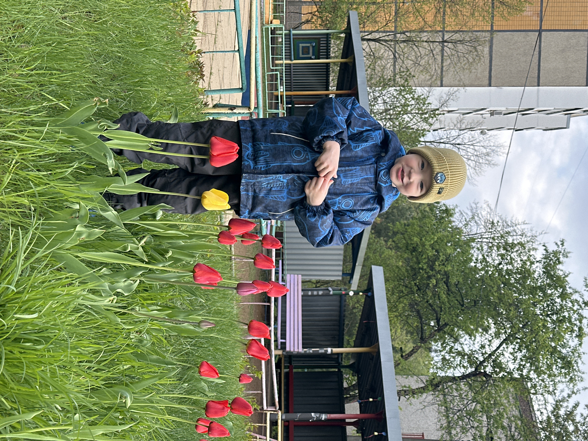 A young child stands in a field of tulips in Chaikovsky, Russia. The child wears a blue jacket with a patterned design and a beige knit hat. The tulips are predominantly red, with a single yellow flower amongst them. The background includes a playground structure with red, white and purple bars, as well as some buildings. The sky is overcast.