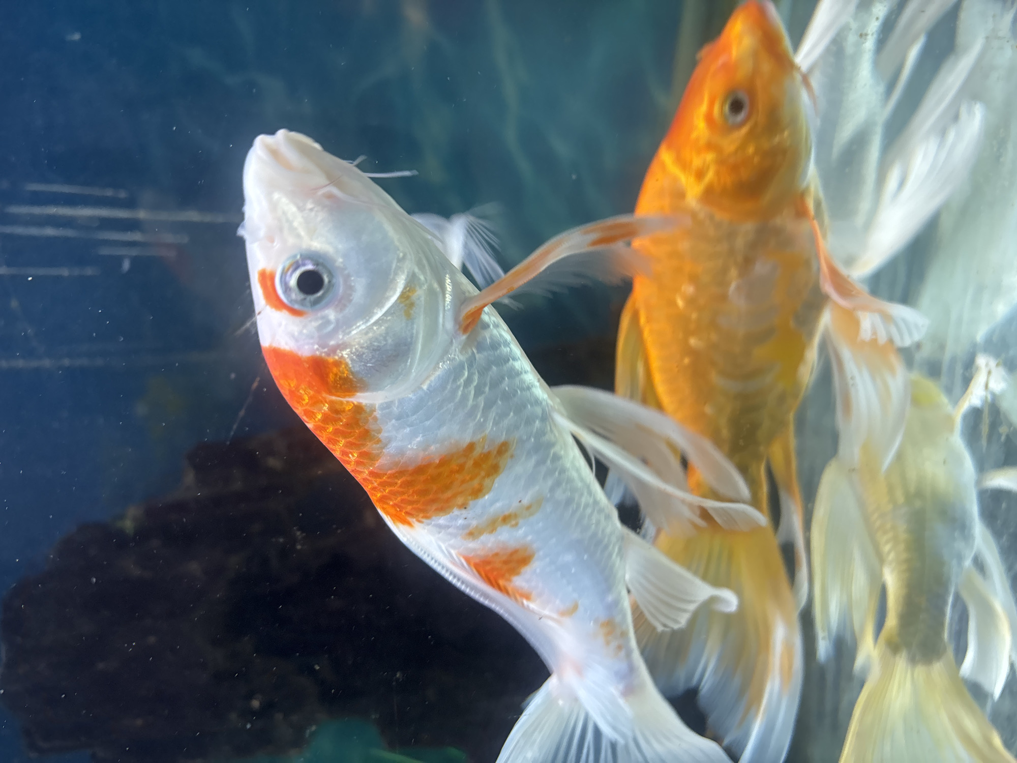 This is a close-up, vertical, underwater shot of multiple koi fish swimming in an aquarium. The primary subject is a white koi with prominent orange markings, positioned in the upper left of the frame, swimming towards the right. Its eye is visible, and its mouth is slightly open. Another orange koi is situated below and to the right of the first, its body mostly in focus. Further down, a third, lighter-colored fish with yellow and white fins is visible. The background consists of a dark, rocky structure on the left and a blurred blue backdrop, with faint vertical streaks possibly indicating water movement or equipment. The lighting is diffused, highlighting the scales of the fish and creating a shimmering effect. The scene appears to be an indoor aquarium, given the artificial lighting and the presence of what looks like aquarium equipment in the upper right. The location within the city is Unknown.