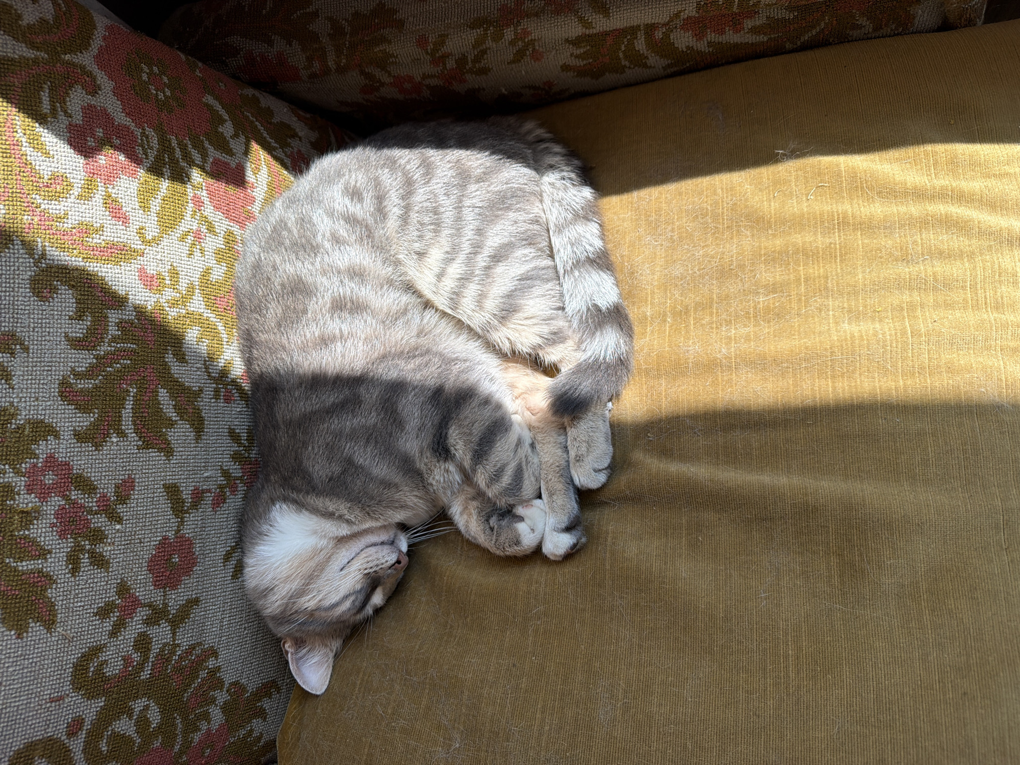 A domestic cat is sleeping curled up on a yellow, textured fabric surface. The cat is gray with lighter stripes and a white patch on its head. Sunlight is casting shadows across the cat and the surface it is sleeping on. The background is a floral-patterned fabric in muted colors. The scene appears to be indoors, possibly on a sofa or chair. There is no indication of the city of Sofia, Bulgaria, or any other specific location.