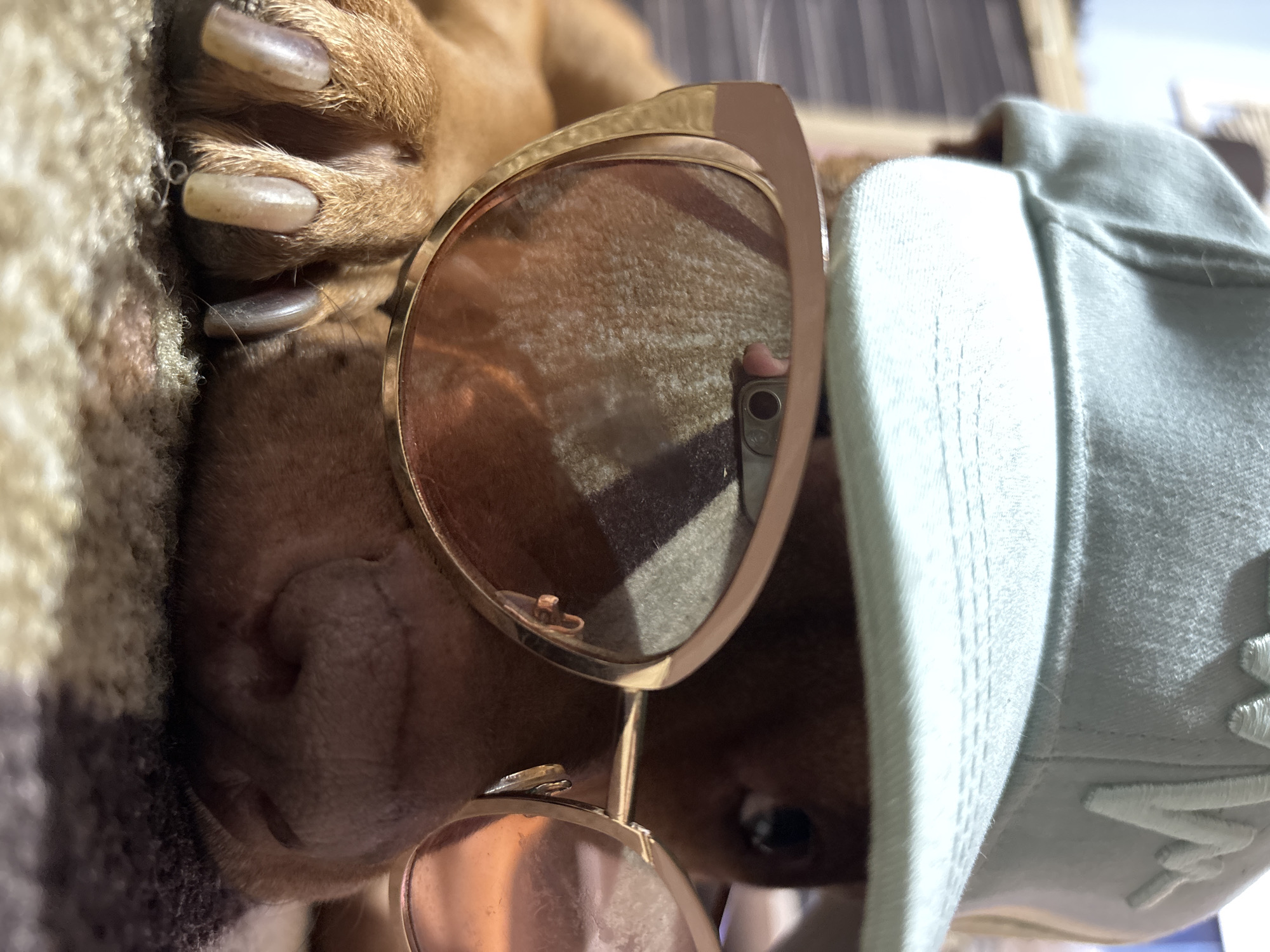 A brown dog wears gold-rimmed sunglasses and a pale green baseball cap. The dog is lying on a patterned blanket. The dog's claws are long. A reflection of a person holding a phone is visible in the sunglasses lens. The location is not discernible from the image.