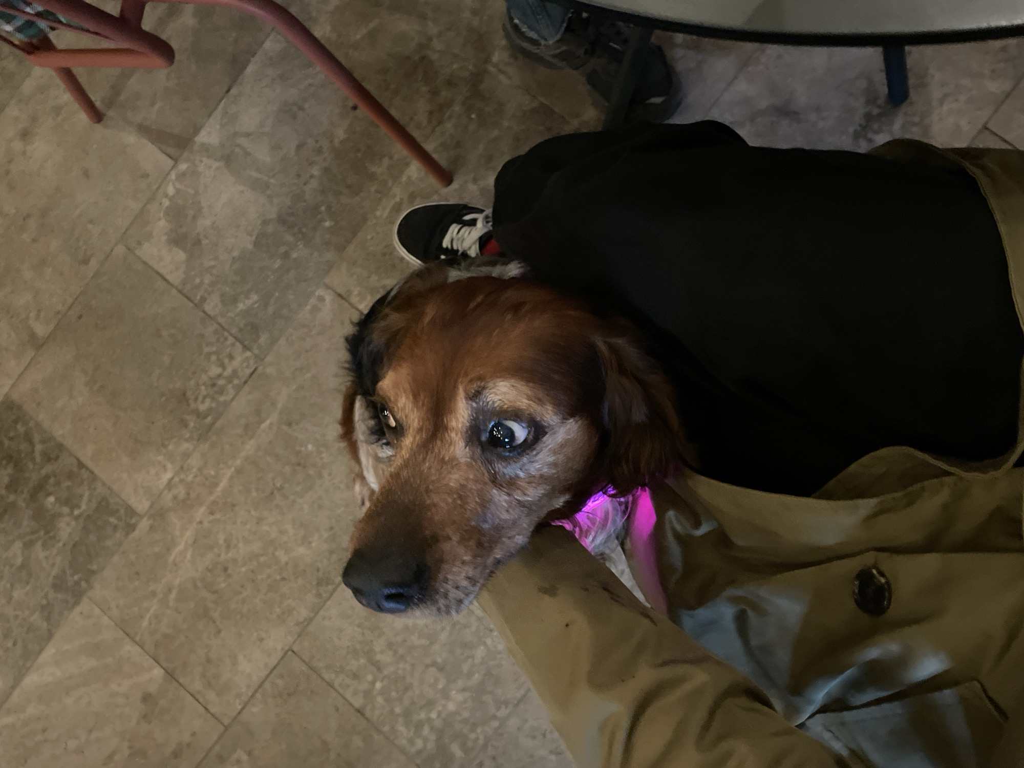 A brown and white dog with black accents is resting against a person's lap. The person is wearing black pants, a tan jacket, and black sneakers with white laces. The dog is looking up with visible eyes. The background consists of tiled flooring, a red chair leg, and the leg of a table or chair. The specific location in the city of Bečići, Montenegro cannot be determined from the visual information provided.