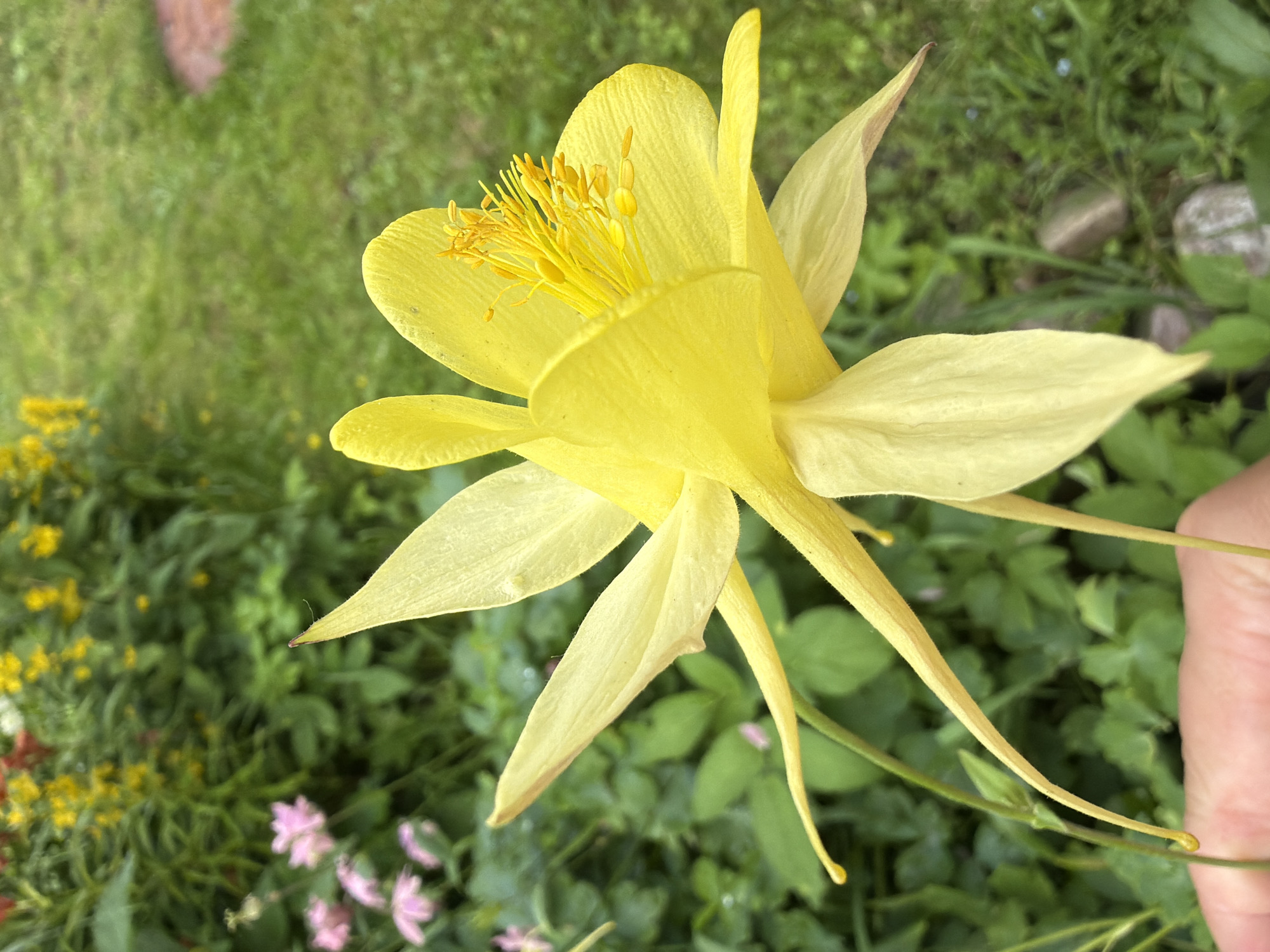 A close-up shot focuses on a yellow Aquilegia flower, commonly known as Columbine, in full bloom. The flower's vibrant yellow petals are detailed with fine lines, and its stamens are prominently displayed. The background is a blur of green foliage and grass, with hints of other flowers, including some small pink blooms and yellow blossoms, suggesting a garden setting. A hand is visible at the bottom left, gently supporting the flower's stem. The lighting indicates it is daytime, with natural light illuminating the scene. The environment appears to be outdoors.