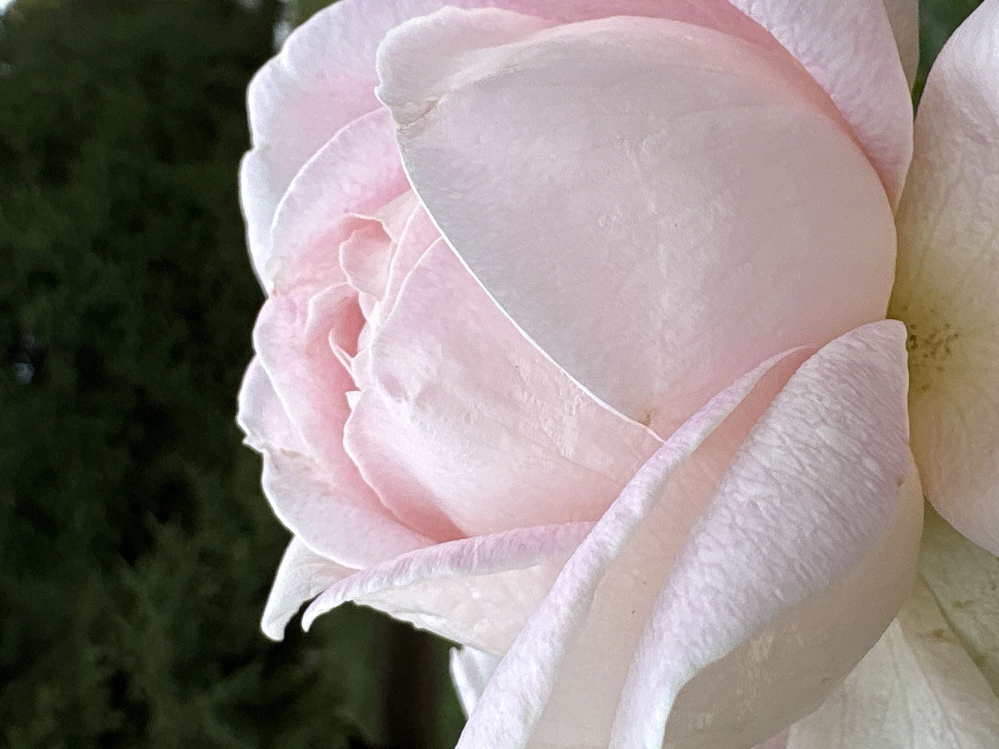 This is a close-up, vertical, eye-level shot of a pale pink rose in full bloom. The rose occupies most of the frame, with its soft, velvety petals curving and overlapping. The lighting highlights the delicate textures of the petals, casting soft shadows. The background is a blurred, dark green, suggesting foliage or trees. The image does not contain any identifiable landmarks or clues to suggest its location in Bobrov, Russia.