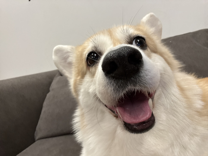 A close-up shot features a happy corgi dog with its mouth open and tongue visible, suggesting excitement or panting. The dog's nose is prominently displayed, appearing large and black. Its eyes are dark and alert, conveying attentiveness. The corgi is resting against a gray couch, with the background consisting of a plain white or light gray wall. The overall focus is on the dog's expressive face.