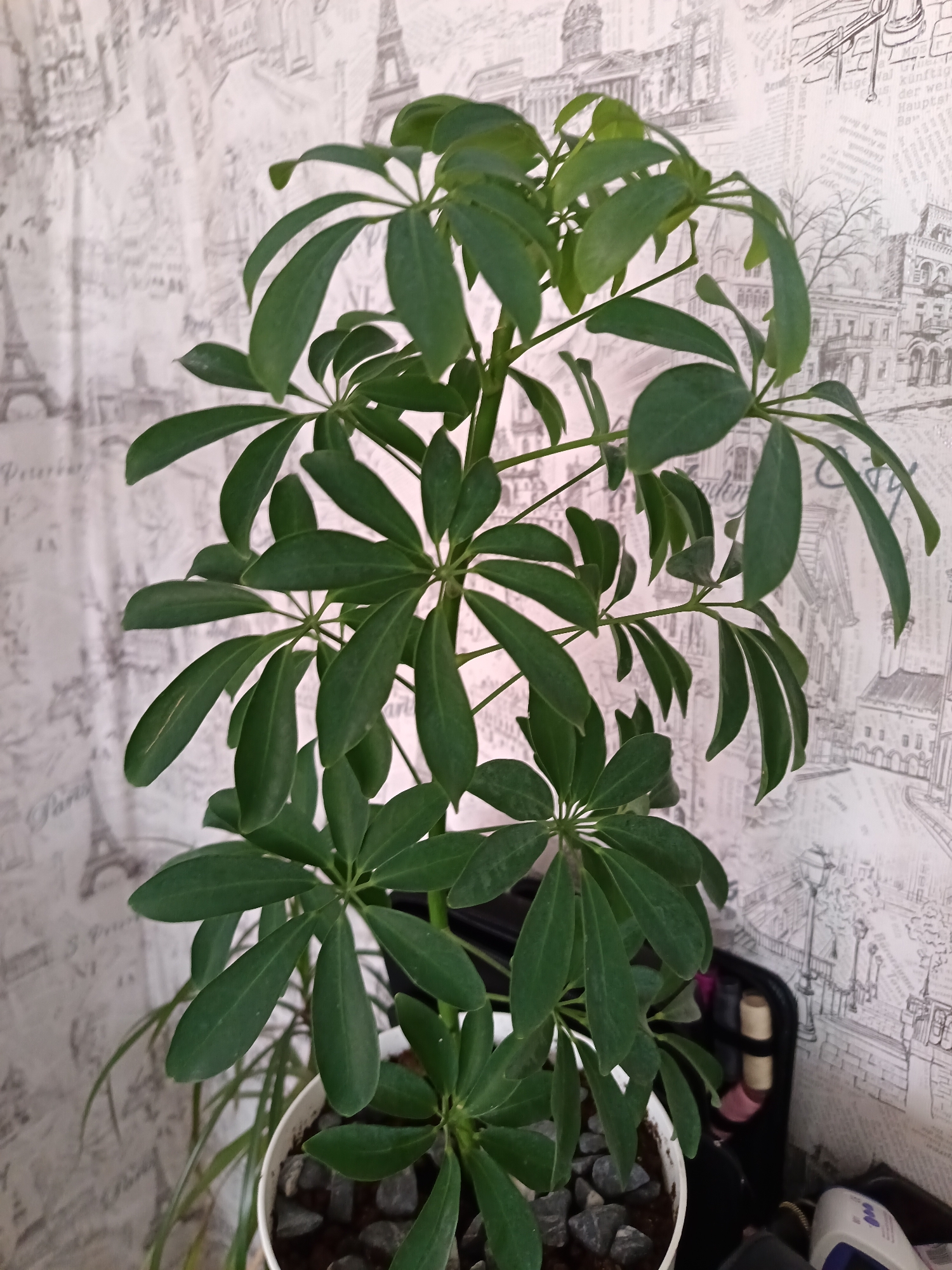 An indoor scene features a vibrant green potted plant, likely a Schefflera or umbrella tree, as the central subject. Its distinctive palmate leaves are arranged in clusters, radiating from the stems. The plant is situated in a white pot, which contains dark soil and is topped with grey decorative pebbles.
The background consists of light-colored wallpaper adorned with black and white illustrations of various architectural landmarks and cityscape elements, suggesting a European theme. Visible illustrations include the Eiffel Tower, classical buildings, and street scenes with lampposts.
To the right of the plant, a black object, possibly a storage container or bag, is partially visible, holding several spools of colorful thread or ribbon. Below this, a portion of a white electronic device with a small screen displaying "000" is also seen.
No specific activity or event is taking place, depicting a static indoor arrangement. The lighting suggests an indoor setting, but the exact time of day is not discernible.
Visible text on the wallpaper includes "Paris" and "Eiffel" multiple times, along with "London". Fragments of text in what appears to be German are also present, with words like "der", "können", "wir", "auf", and "Hauptstadt" (capital city) being partially readable.