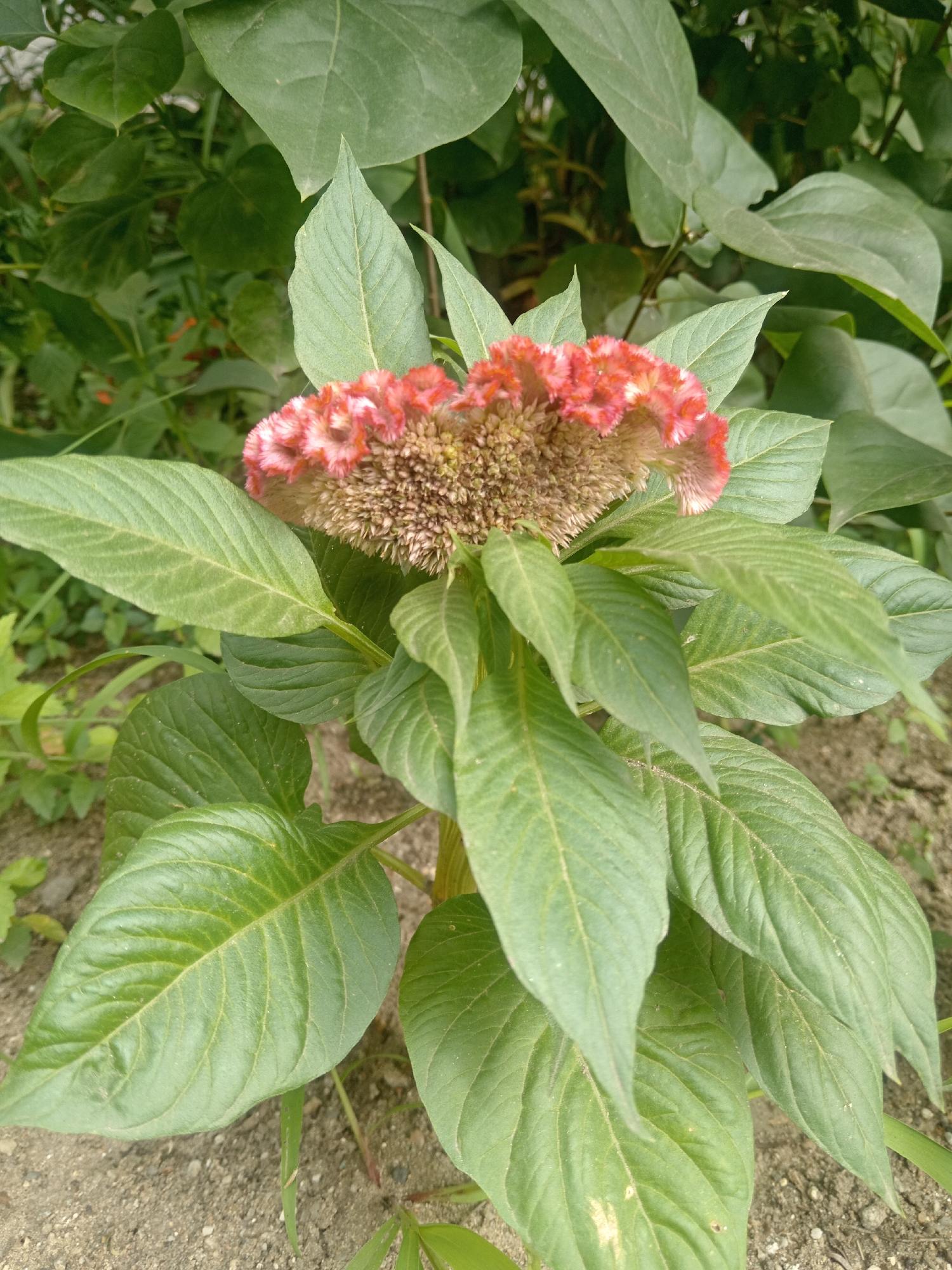 A close-up, eye-level, vertical shot features a prominent Cockscomb flower with ruffled, red and tan petals and a brown, fuzzy center. The flower is surrounded by lush, green leaves, some of which are larger and more textured than others. The background consists of more green foliage and a patch of light brown, sandy soil with small stones and pebbles. The scene appears to be outdoors, likely in a garden or natural setting. No people or actions are visible. The image does not contain any information about the city of Belogorsk, Russia, or any forensic details.