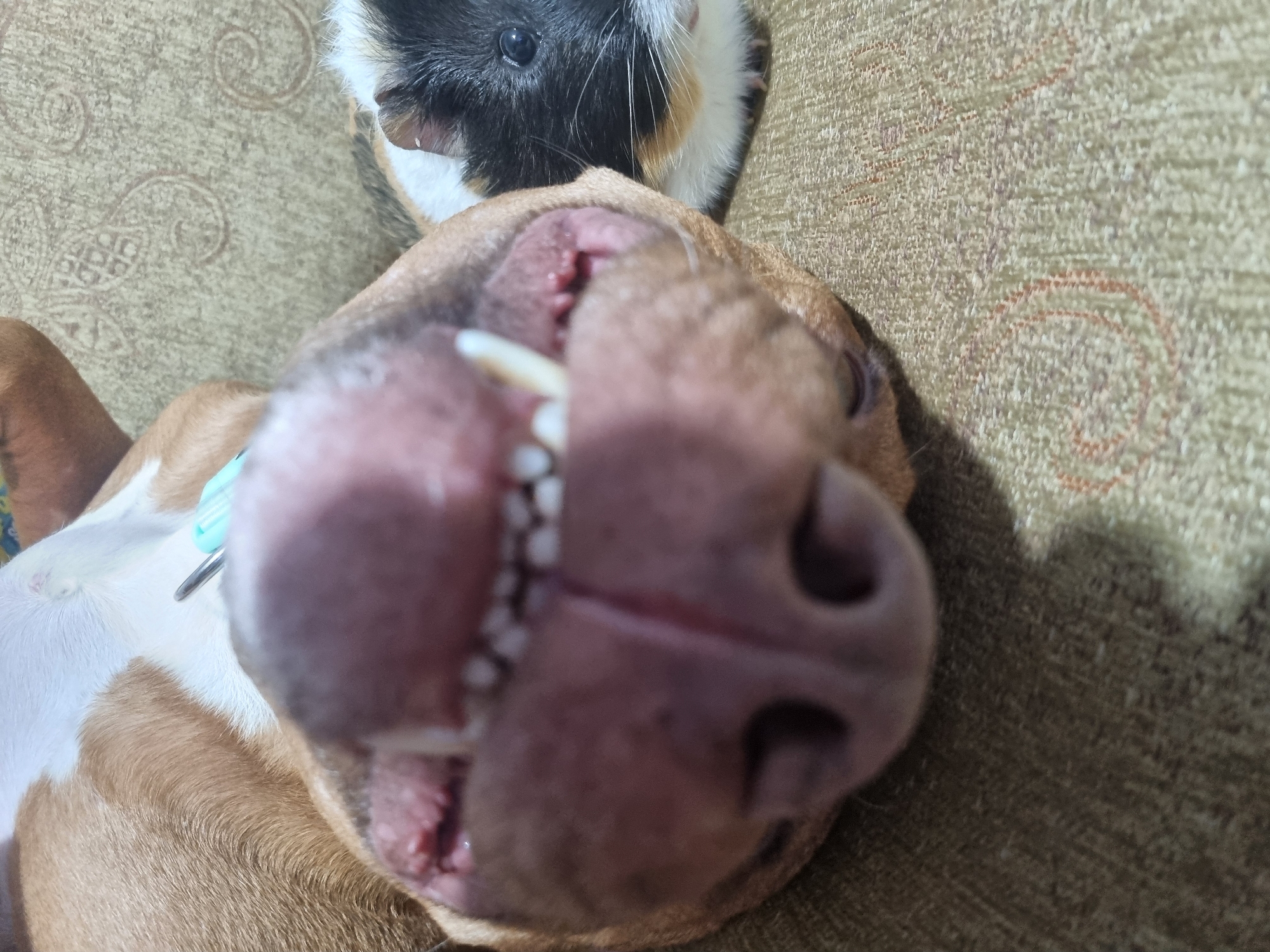 The image shows a close-up view of a dog's face, particularly its mouth and nose, upside down. Its teeth are visible. Behind the dog's head is a guinea pig. Both are lying on a textured brown surface, possibly a sofa. The city is Unknown, Unknown.