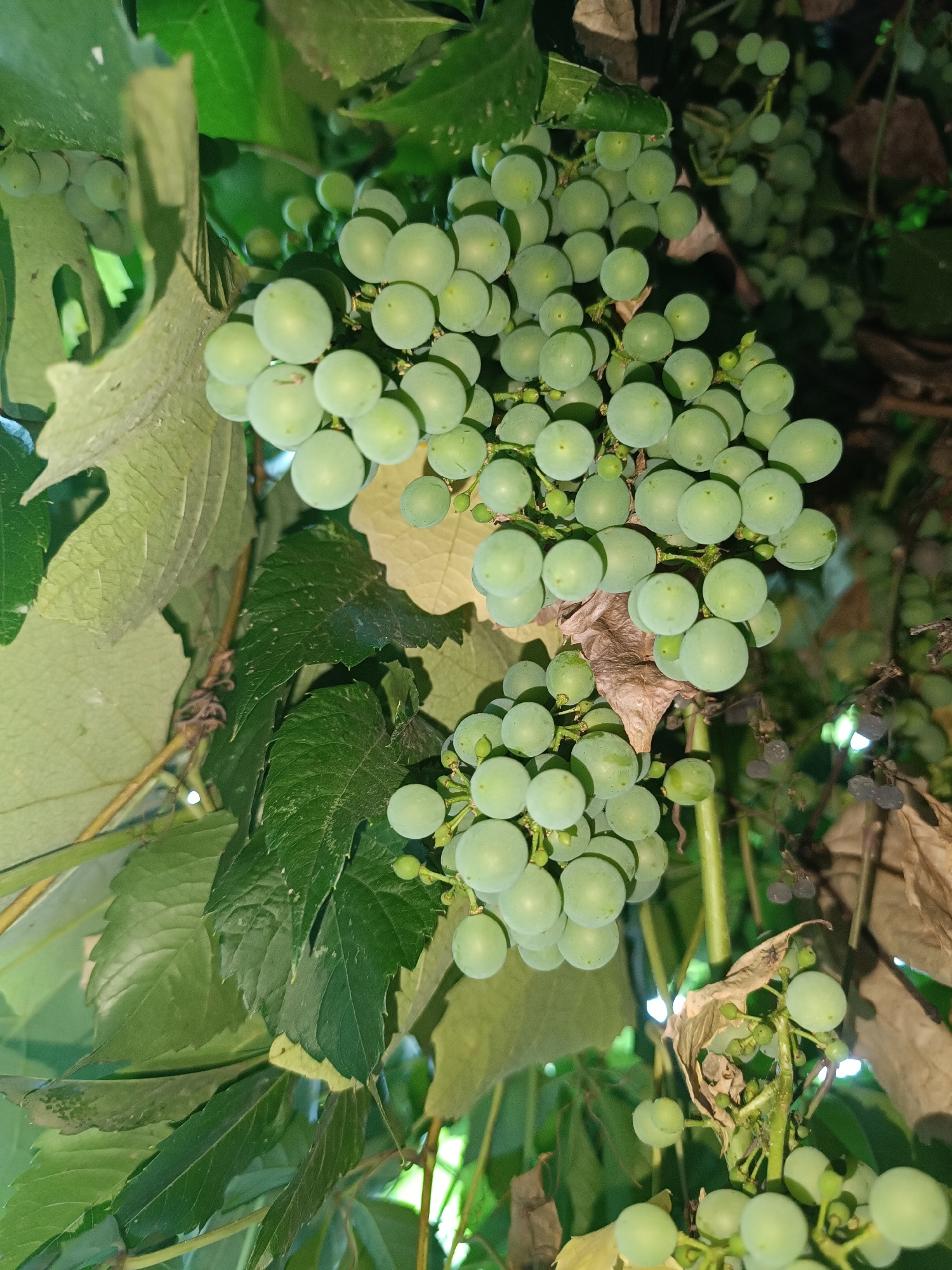 In the village of Bаidybek bi, Kazakhstan, a close-up, dimly lit photograph captures a cluster of unripe green grapes hanging from a vine, intertwined with lush green leaves. The grapes are round and tightly packed, with a smooth, matte finish. Some of the leaves are broad and serrated, while others are narrower and more pointed. The overall impression is of natural growth, with the dim lighting creating a somewhat mysterious and intimate atmosphere. The image does not contain any people or explicit human activity, focusing solely on the botanical subject.