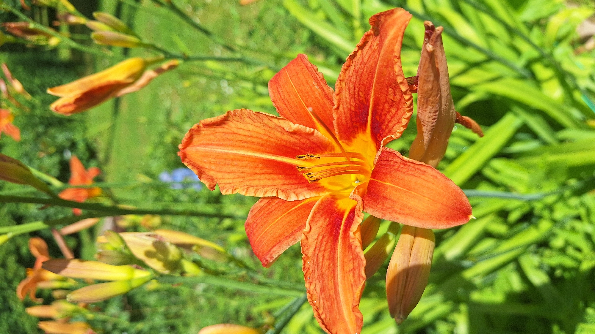 A close-up, eye-level, vertical shot captures an orange lily in full bloom. The lily's petals, tinged with red at the edges, are unfurled, revealing its yellow stamen and pistil. Several unbloomed lily buds are visible in the background, along with green foliage and blurred trees. The scene appears to be in a garden. The location in the city of Unknown, Latvia, is not ascertainable from the image.