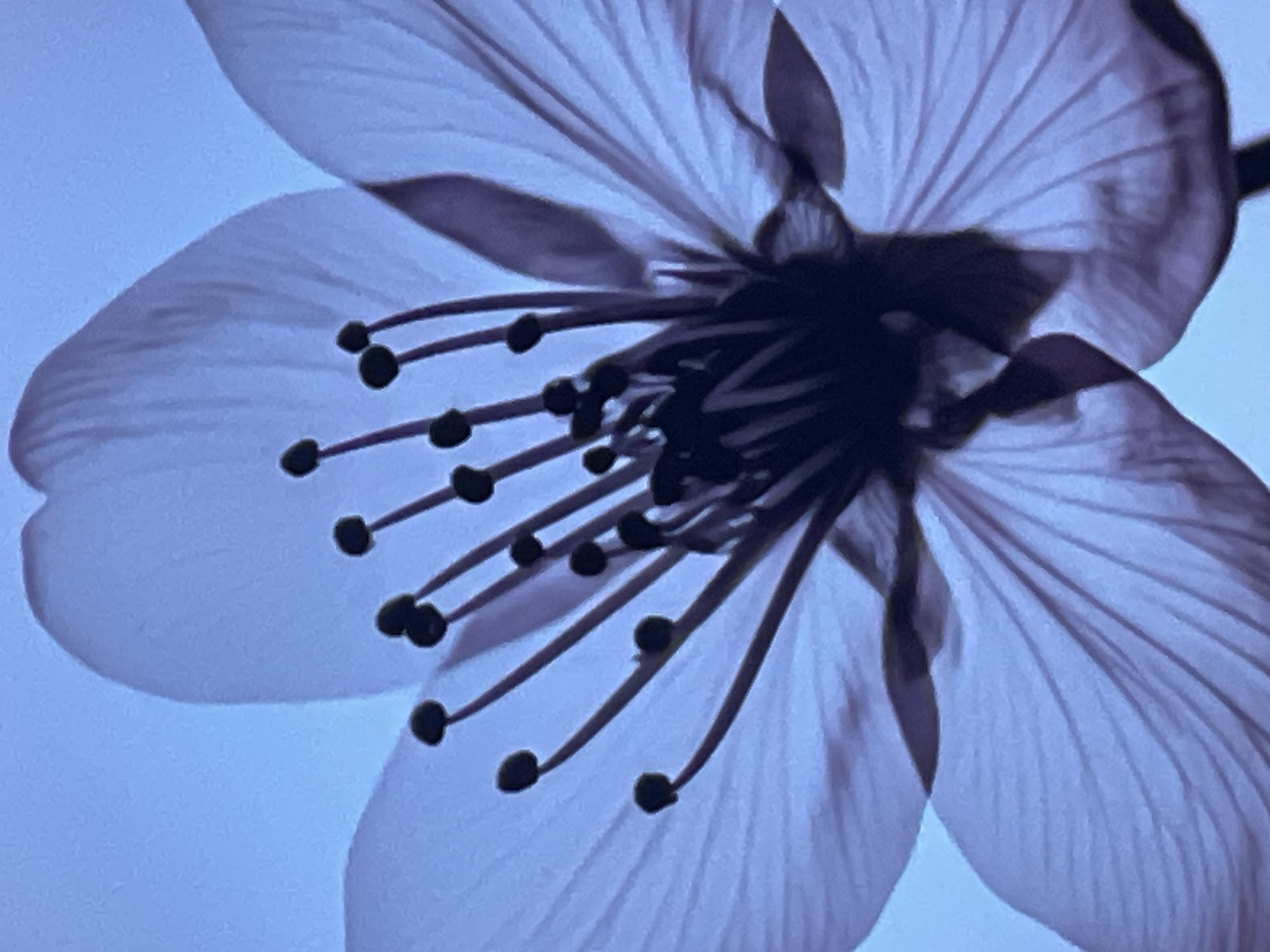 The image is a close-up, backlit photograph of a single flower, likely a cherry blossom, against a bright blue background. The flower is predominantly white with visible veins in its petals. The stamens, tipped with dark anthers, are prominently displayed in the center of the bloom. The lighting creates a translucent effect, highlighting the delicate structure of the petals and reproductive parts. There are no people, animals, or man-made objects visible in the image. The setting is a studio or controlled environment, as no natural surroundings are depicted. The image does not contain any information that would allow for its location to be identified in Denpasar, Indonesia, or anywhere else.