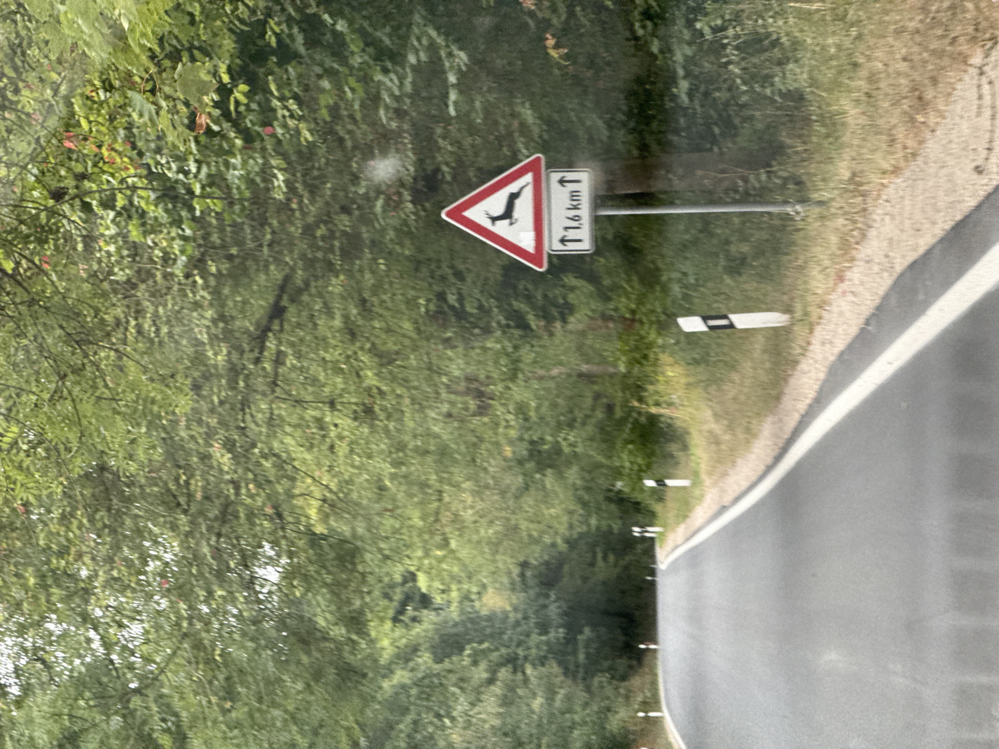 The image shows a road in a rural area, likely in Germany, given the presence of a traffic sign that reads "1,6 km" and depicts a leaping deer, indicating a potential wildlife crossing zone. The road is paved and curves to the left. On the right side of the road, there is a traffic sign with a white background and a red border, featuring a black silhouette of a deer. Below this sign is a rectangular plaque with black text on a white background, indicating "1,6 km" and an upward arrow. The road is bordered by a grassy verge and mature trees line both sides of the road, forming a canopy overhead. Several small, white and black striped markers are visible along the roadside, likely indicating the edge of the road or a hazard. The overall scene suggests a scenic route through a forested area. There are no people or vehicles visible in the frame. The lighting suggests it is daytime with overcast conditions, as indicated by the diffused light and lack of harsh shadows.