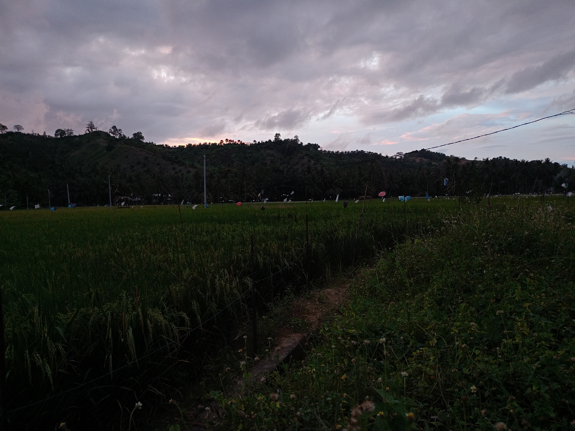 The image depicts a rural landscape at dusk. In the foreground, a dense field of tall grass and wildflowers obscures a narrow dirt path leading deeper into the scene. A wire fence is partially visible along the edge of the field. Beyond the field, a dark, forested hillside rises towards the horizon. The sky is overcast with grey and purple-tinged clouds, with a hint of sunset visible between the trees on the hillside. Several poles, potentially power lines, are visible along the tree line. The location is unidentified, in the city of Unknown, Unknown.