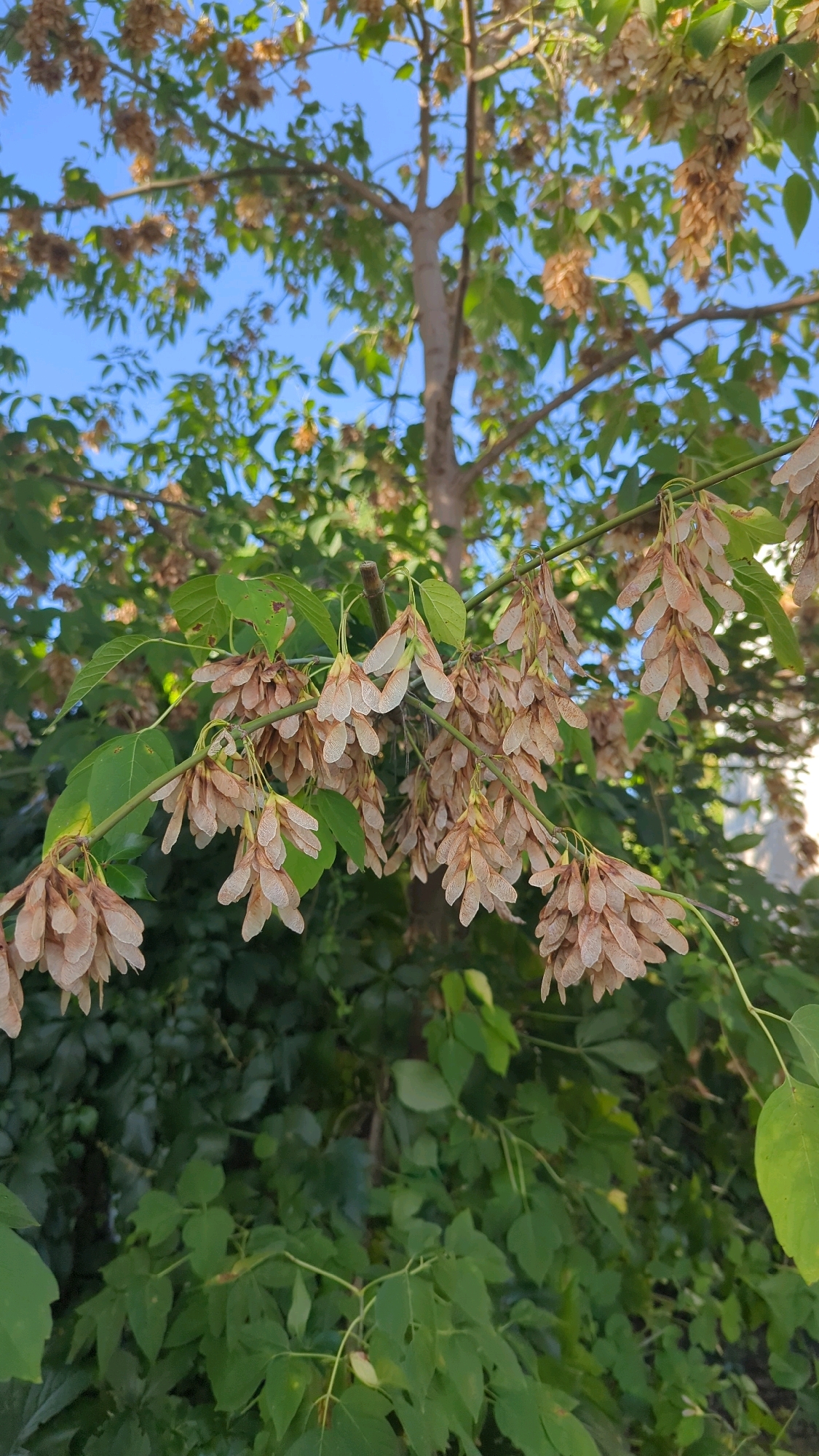 An outdoor, low-angle, eye-level, medium shot captures a tree branch in Montreal, Canada, laden with winged seeds. The seeds are pale brown and arranged in clusters, hanging downwards. Green leaves are visible on the branch and in the background, along with other foliage. The sky is a clear blue. The overall impression is one of nature, possibly in late summer or early autumn, with the seeds indicating a stage of the plant's life cycle.