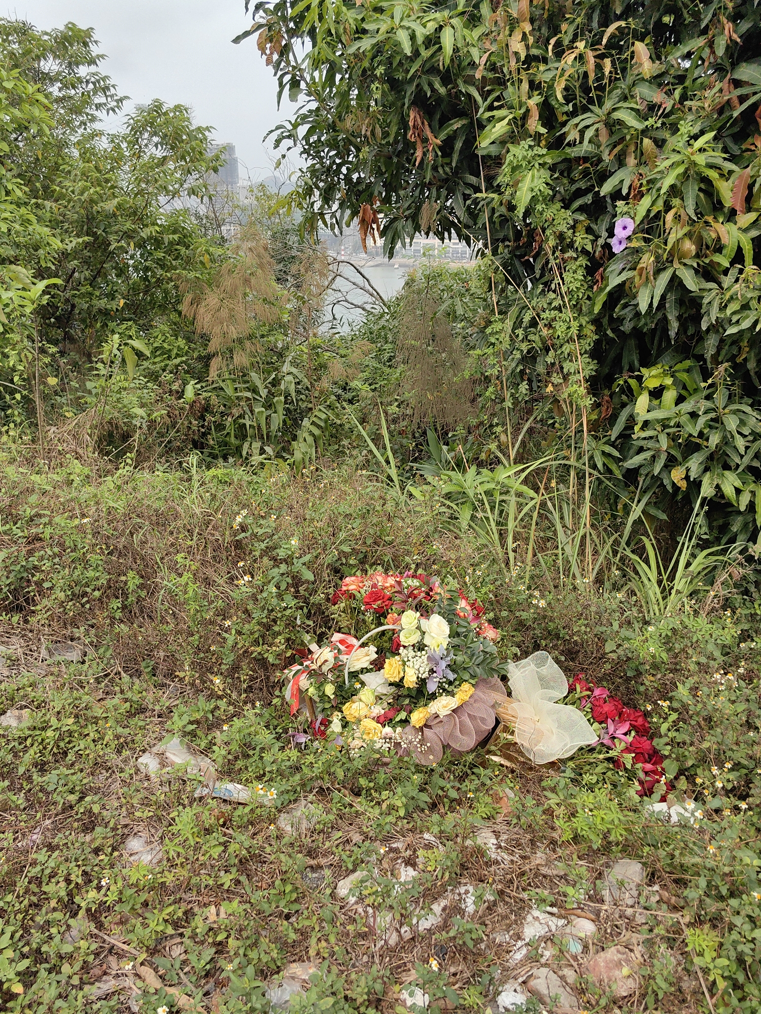 A bouquet of flowers lies discarded on overgrown vegetation near a road in Hong Gai Ward, Vietnam. The bouquet includes red, yellow, and white roses, with a ribbon tied around it. The surrounding ground is covered in a mix of low-growing green plants, taller grasses, and some trash. Behind the vegetation is a view of the cityscape and a body of water, with a partially obscured building visible in the distance. The sky is overcast.
