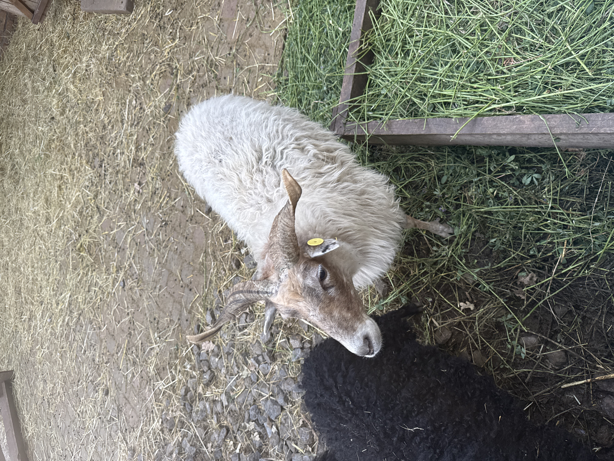 The image depicts two sheep in an outdoor enclosure in Orlivshchyna, Ukraine. One sheep, lighter in color with prominent horns, is facing left and appears to be looking towards the camera. It has a yellow tag on its left ear. Beside it and partially visible is a second sheep, entirely black and facing away from the camera. The ground is covered in a mix of dry straw and dirt, with some scattered rocks. A wooden trough filled with fresh green grass is visible to the right of the sheep. The overall environment suggests a farm or animal sanctuary.