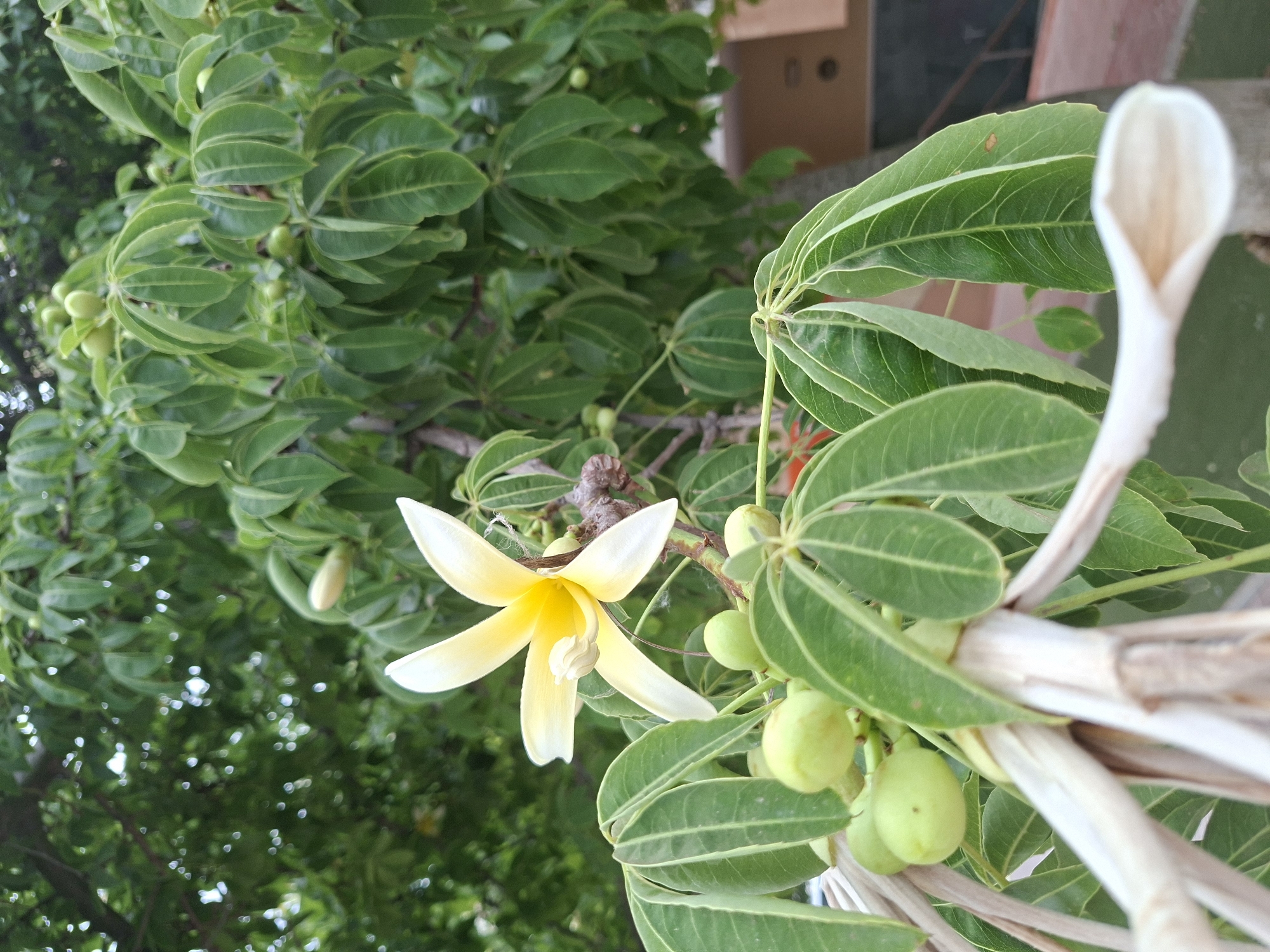 An extreme close-up, low-angle, vertical shot captures a single, pale yellow and white flower with five petals, its stamen visible in the center, blooming on a tree branch. The flower is in focus, with its petals unfurling outwards. Surrounding the flower are clusters of small, green, unripe fruits and the textured bark of the tree. Lush, green leaves are visible in the background, creating a soft bokeh effect, with hints of sunlight filtering through. The setting appears to be outdoors, with a building visible in the far right background, suggesting an urban or suburban environment. The overall impression is one of nature's beauty, with a focus on the intricate details of the flower and its surrounding flora. There are no people present in the image, nor any discernable signs of human activity apart from the distant building. The lighting suggests it is daytime, likely mid-morning or late afternoon, given the gentle quality of the light. The location in the city of Torrevieja, Spain is not directly evident from the visual cues in the photograph.