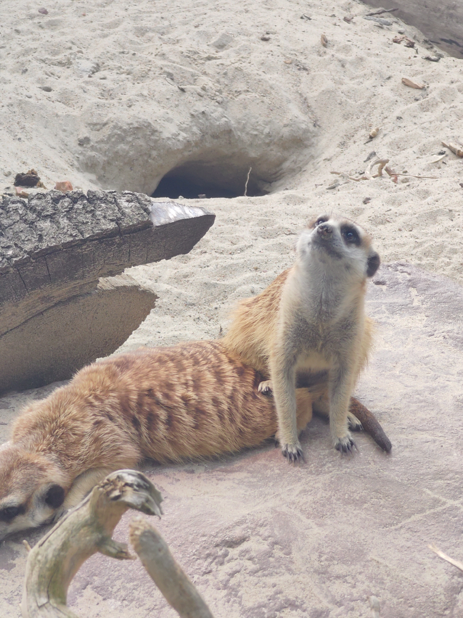 Two meerkats are in an outdoor enclosure with a sandy ground and a burrow in the background. One meerkat is lying down on its stomach on a rock, facing left, with its head resting on the sand. Its fur is reddish-brown with darker stripes. The other meerkat is sitting upright on the back of the first meerkat, facing upwards and to the left. This meerkat has lighter fur, a white face with dark eye markings, and its ears are perked. It appears to be looking at something above and to the left of the frame, with an alert expression. In the foreground, a piece of driftwood lies horizontally across the frame. The lighting suggests it is daytime. There is no visible text.
