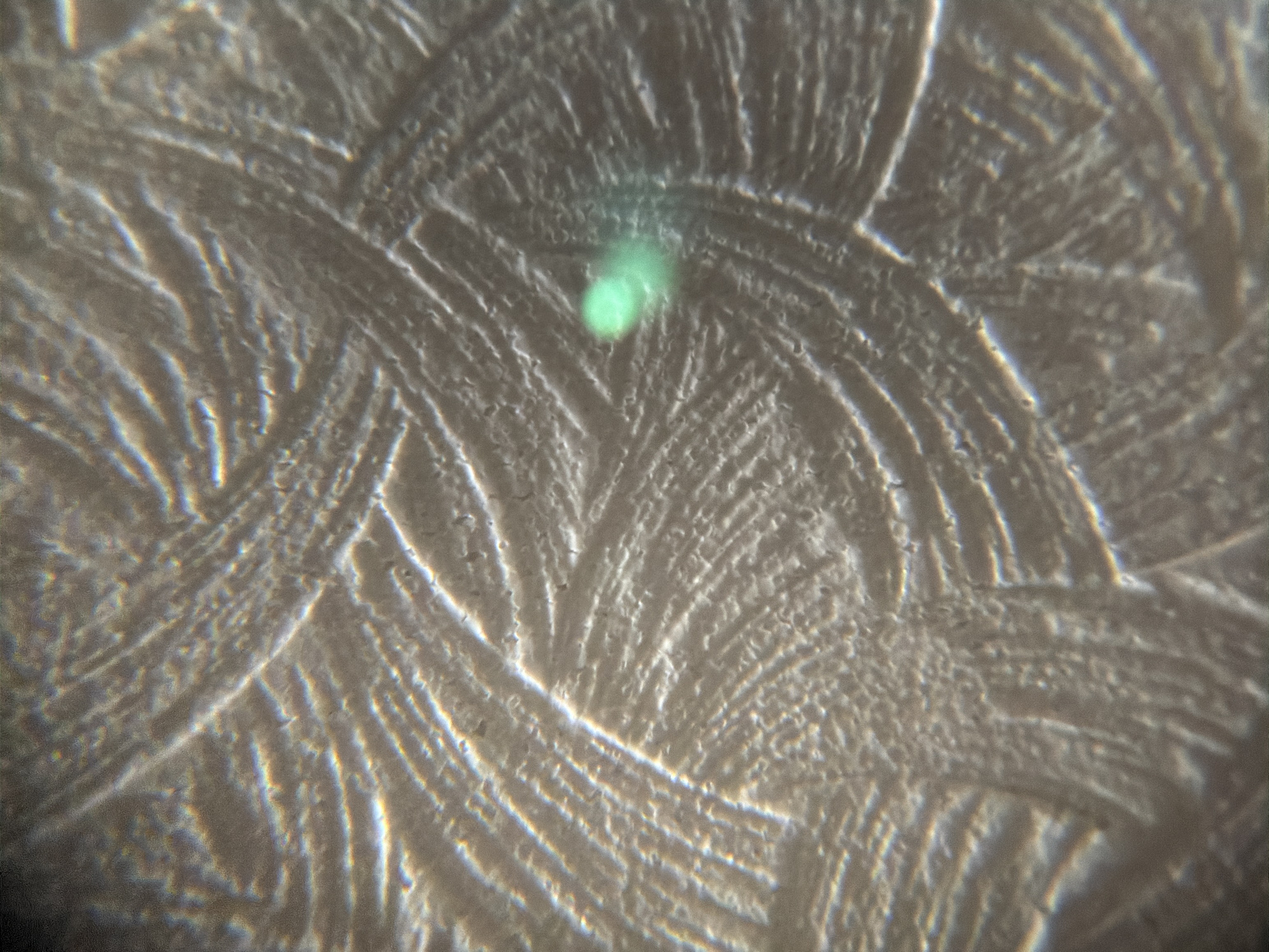 The image shows a close-up of a textured surface, possibly ice crystals or a similar crystalline formation. The structures are arranged in curved, overlapping patterns, with a light-colored, semi-transparent appearance. A small, greenish spot is visible in the center of the image. There is no information in the image to suggest it was taken in Izhevsk, Russia. There are no people, subjects, objects, actions, or interactions. The environment is only the surface of the crystals.