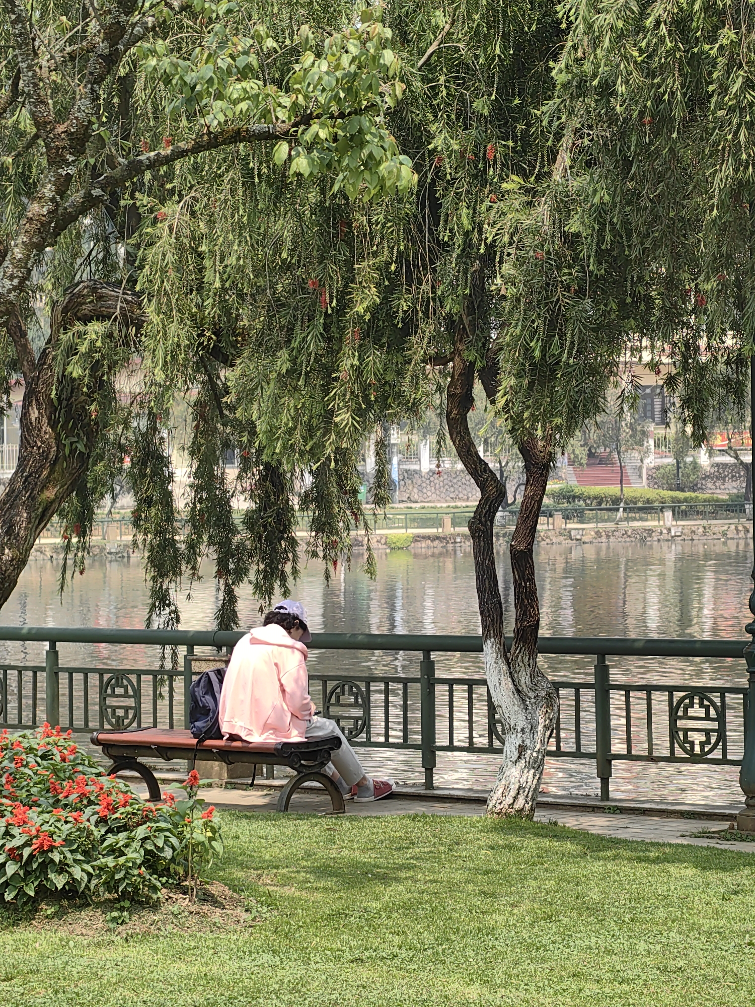 The image depicts an outdoor park scene alongside a body of water in Sa Pa, Vietnam. A single individual is seated on a dark brown slatted park bench with black metal supports, facing away from the camera. The person is wearing a light pink hooded jacket, light-colored pants, and red-soled shoes, with a light-colored baseball cap on their head. A dark blue backpack is positioned on the bench next to their left side. Their hands are clasped or resting in their lap.
The bench is situated on a patch of manicured green grass. To the left of the bench, a bush with vibrant red flowers and green foliage is visible. Two prominent trees frame the scene: a large tree with textured bark and broad green leaves on the left, and a thinner tree with a twisted trunk and long, weeping green foliage containing small red flowers or fruits to the right of the person. The base of the thinner tree trunk is partially painted white.
Behind the bench, a dark green metal railing with vertical bars and circular decorative panels featuring traditional motifs separates the park from a calm body of water, reflecting the sky and distant elements. Across the water, several buildings with red roofs or architectural accents, alongside additional trees and greenery, are visible. A red-colored staircase is partially distinguishable on the distant shore. A paved walkway runs parallel to the railing between the grass and the water. The scene is illuminated by natural daylight.