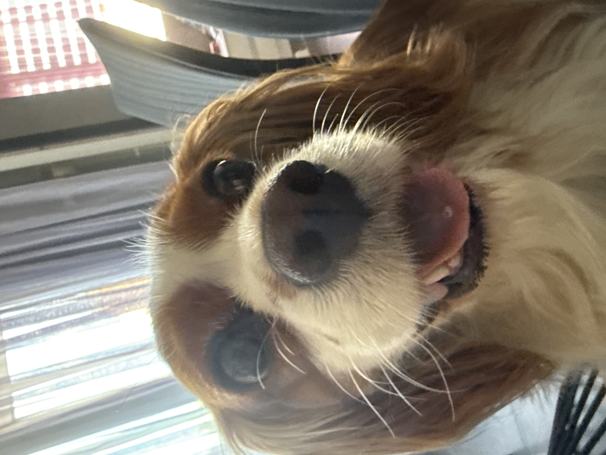This is a close-up, low-angle, upside-down photograph of a Cavalier King Charles Spaniel's face. The dog has brown and white fur, with distinctive reddish-brown markings around its eyes and ears. Its snout is prominently featured, with a dark, wet nose and white whiskers. A pink tongue is partially visible, sticking out of its mouth, and one small tooth is also visible. The dog's eyes are dark and appear to be looking towards the camera, though they are somewhat obscured by the angle.
The background is out of focus but appears to be indoors, with horizontal lines suggesting blinds or a slatted surface. The lighting suggests it is daytime, with bright light coming from behind the dog and the background, creating some lens flare. The overall impression is that the dog is looking up at the camera from a low position, perhaps from the floor or a bed, and is playfully interacting with the photographer. The dog's expression could be interpreted as curious or engaged. There is no visible text in the image. The location context provided is Sofia, Bulgaria, but there are no specific visual cues within the image to confirm this.