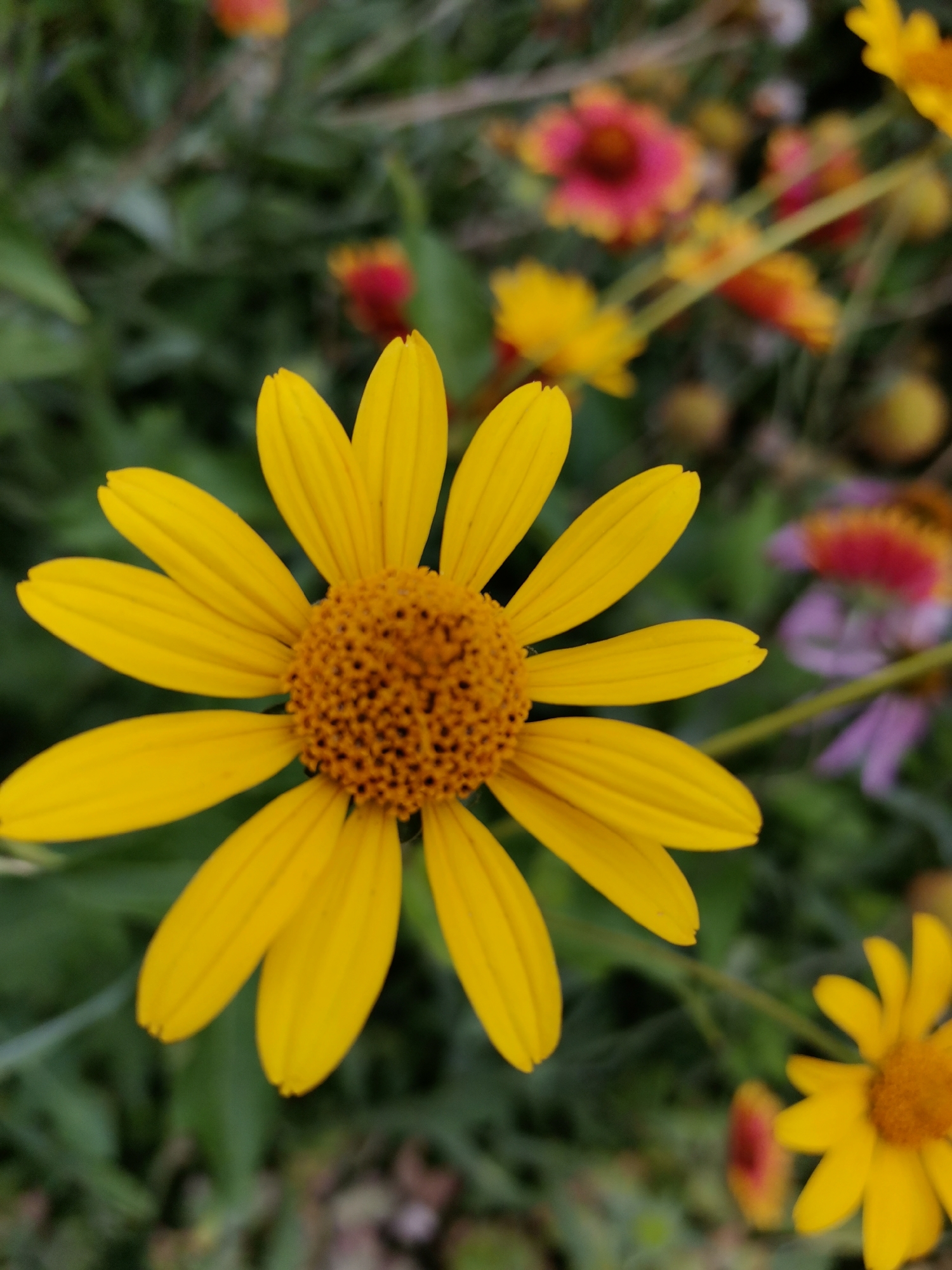 A close-up, shallow depth of field photograph captures a vibrant yellow daisy-like flower in focus against a blurred background of green foliage and other colorful flowers, some of which appear to be red and pink. The central disk of the daisy is a rich orange-brown and composed of numerous tiny florets. The daisy has eight bright yellow petals, each with a subtle pointed tip. The overall impression is one of a blooming garden in a naturalistic setting. The image does not contain any recognizable landmarks or elements that would allow for specific identification of its location within Kazan, Russia.