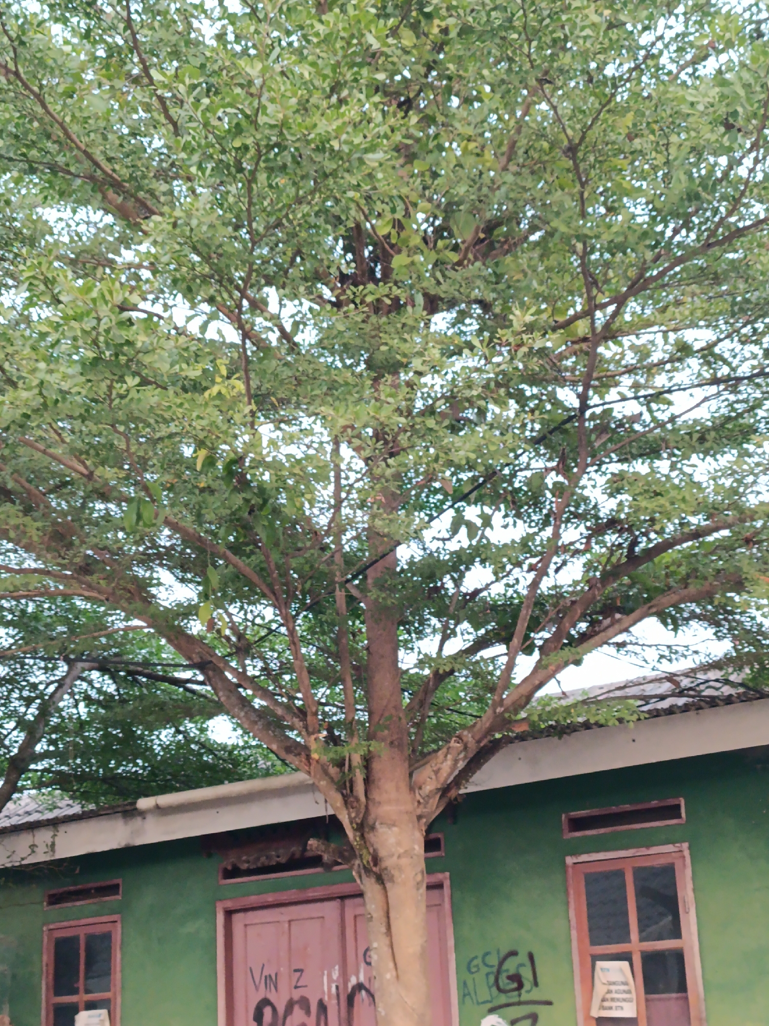 This image depicts a tree with dense green foliage in front of a green-painted building. The building appears to be a single-story structure with a tiled roof and several windows and doors. Graffiti is visible on the doors. The scene is set in the city of Cariu, Indonesia. The lighting suggests it is daytime.