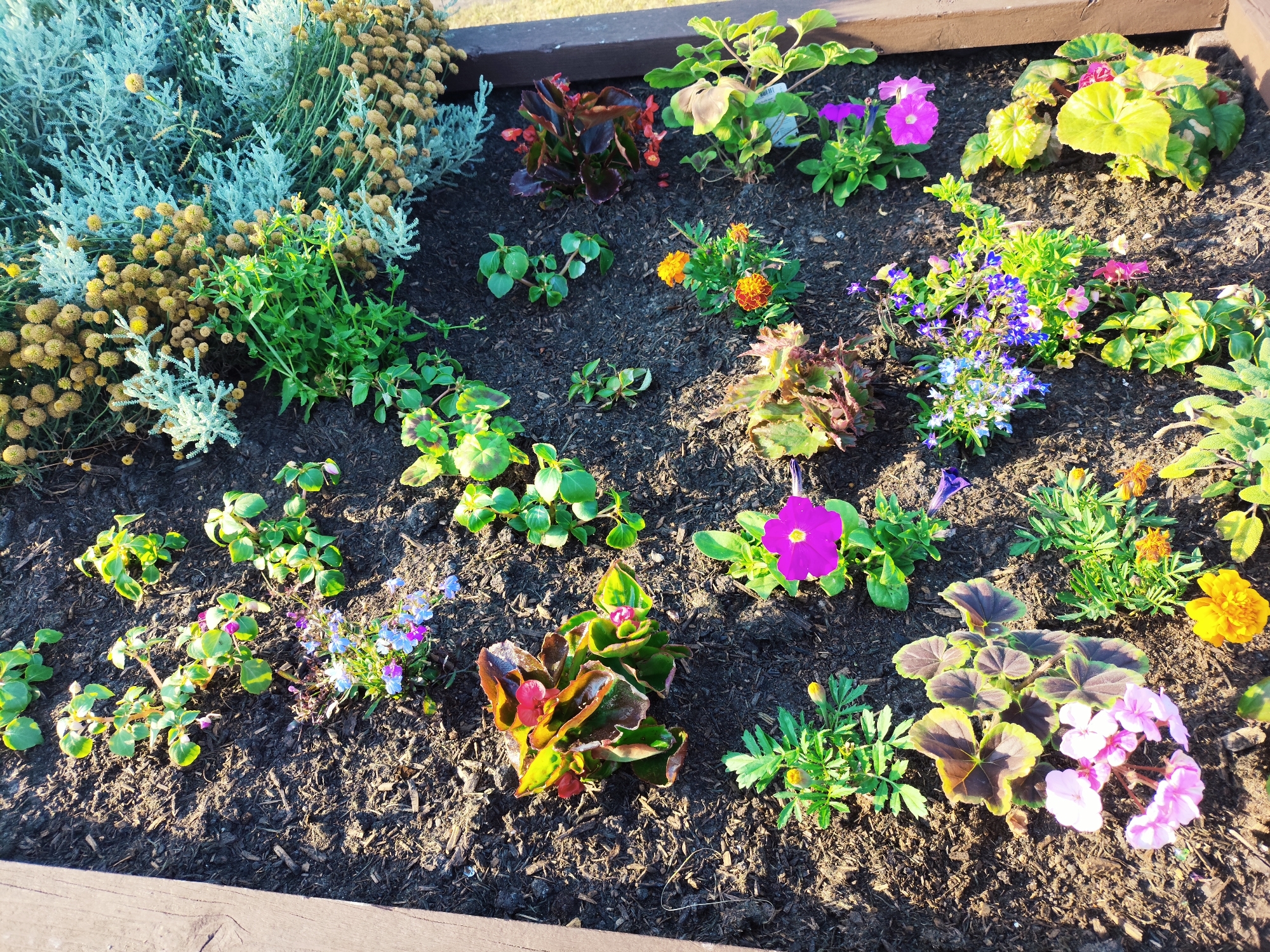 The image depicts a close-up view of a raised garden bed filled with a variety of colorful flowers and foliage. The soil appears dark and mulched. In the upper left, there is a large cluster of feathery, silvery-green plants with small yellow spherical buds. To the right of this, various plants with green leaves and small flowers are visible, including pink and purple blooms. Towards the center and right of the frame, there are marigold-like flowers in shades of orange and yellow, as well as some plants with dark, reddish-green leaves and small pink flowers. The garden bed is bordered by what appears to be wooden planks. The lighting suggests it is daytime, with shadows cast by the plants. The scene is located in the city of Melling, United Kingdom.