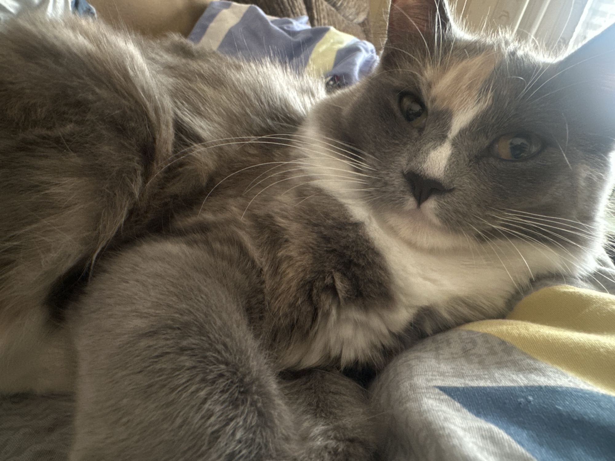 The image shows a close-up of a fluffy, gray and white cat resting on a bed with a patterned blanket. The cat's fur is long and appears soft. The cat's face is visible, with its eyes open and looking slightly to the side. The blanket beneath the cat has blue, yellow, and white stripes or geometric patterns. The background is blurred, suggesting a domestic indoor environment. There is no indication of the location being in Dachnoye, Russia, or any specific city.