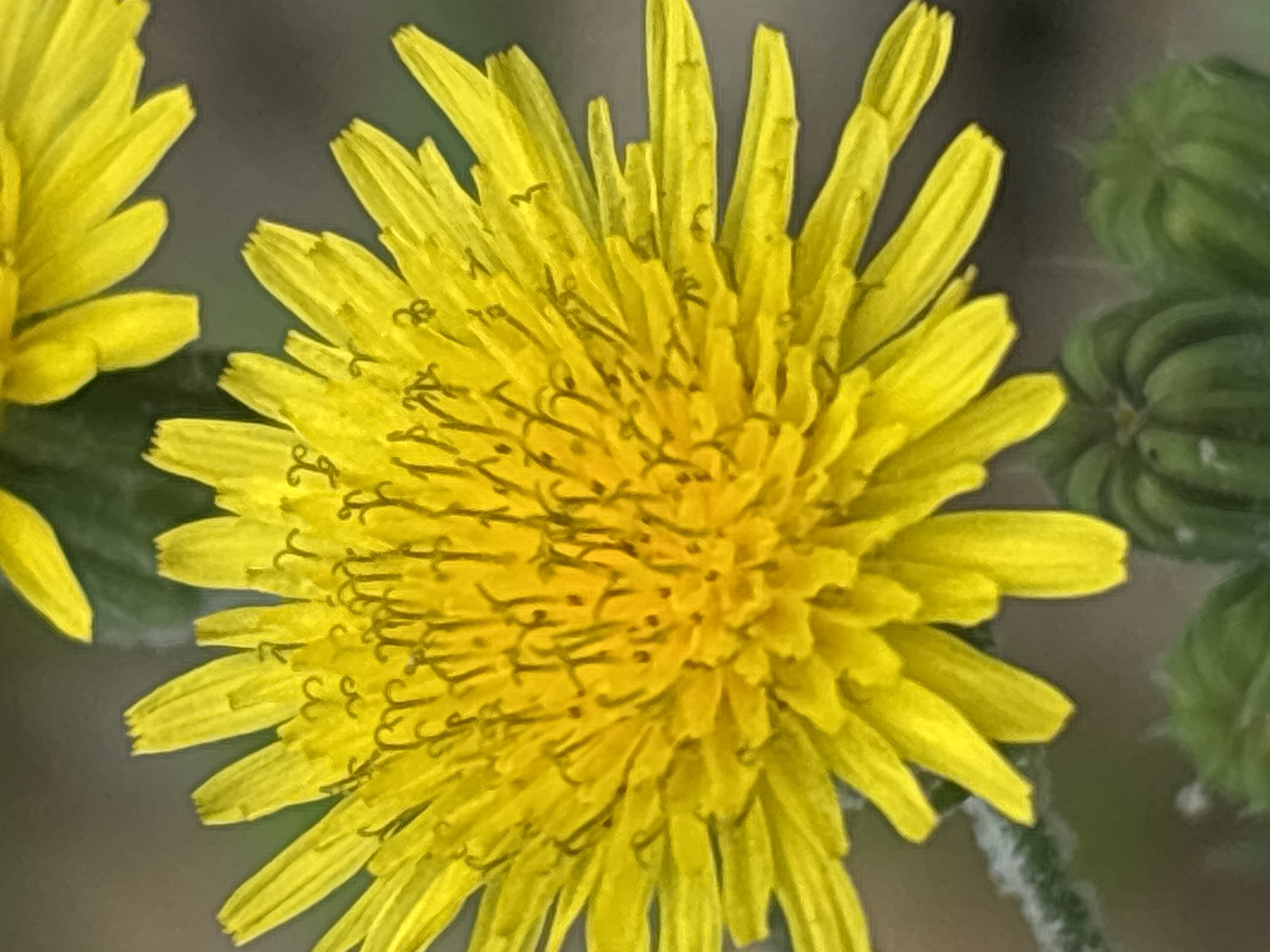 The image is a close-up, portrait-oriented photograph of a bright yellow dandelion flower. The flower is in focus, with its numerous ray florets extending outward. The center of the flower is a dense cluster of smaller florets, with visible stamens. The background is softly blurred, showing hints of green foliage and what appear to be other closed dandelion buds in the lower portion of the frame. There is a second, partially visible yellow dandelion flower in the upper right corner. The lighting is bright, highlighting the vibrant yellow of the main subject. The image quality suggests it was taken with a digital camera or smartphone. The location is not specified in the image or context.