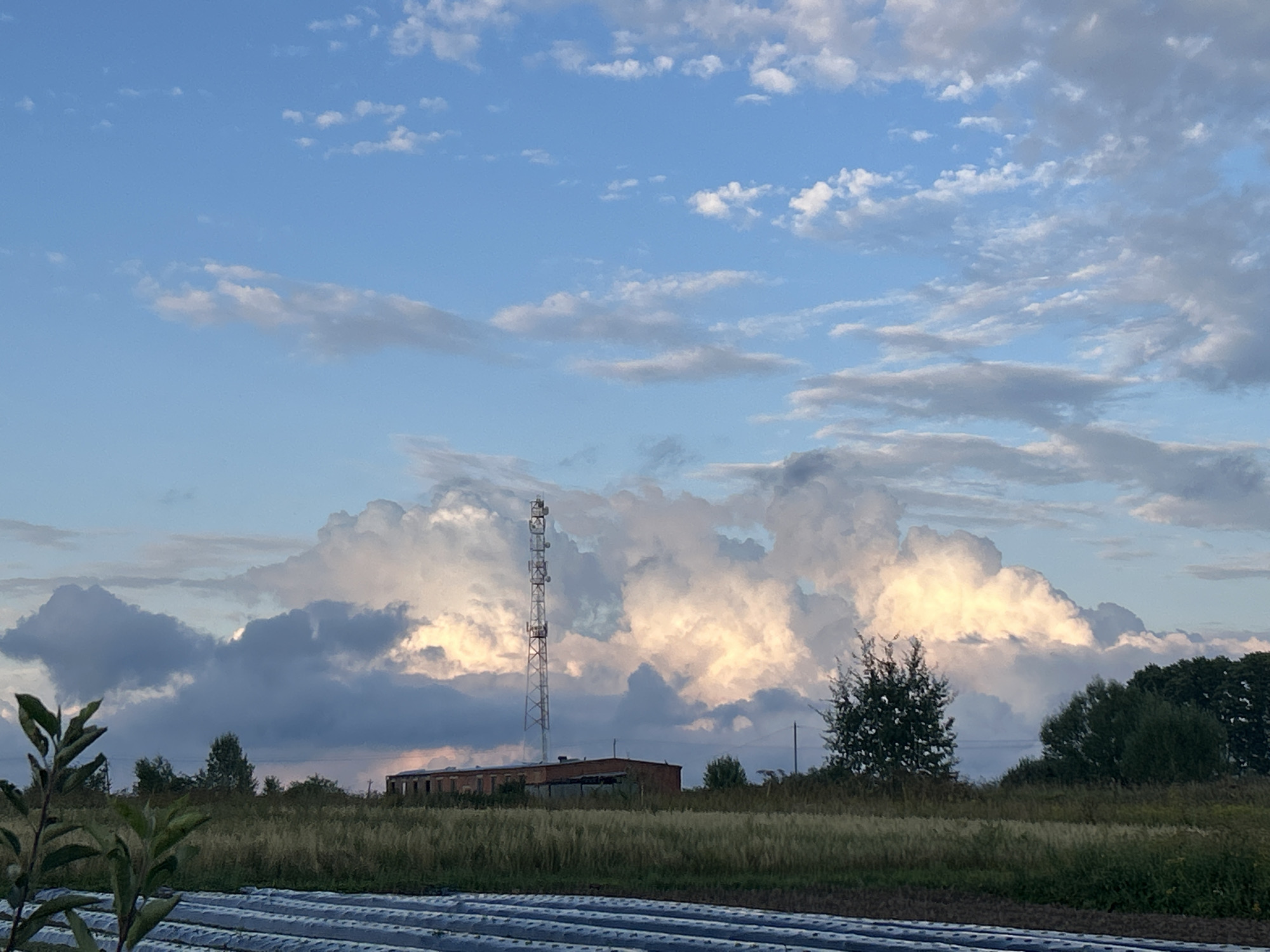 The image depicts an outdoor scene under a cloudy blue sky, possibly in or around Kalitsino, Russia. In the mid-ground, a tall, slender communication tower stands prominently, with a long, brick building situated below and to its left. The building appears to be of industrial or agricultural design. The landscape is characterized by dry, tall grass and various trees, some of which are dense and green, while others are more sparse. In the foreground, what appears to be a field covered with white plastic sheeting stretches across the bottom of the frame, suggesting agricultural activity. The sky is filled with a mix of dramatic, luminous clouds illuminated from behind, suggesting either sunset or sunrise, and darker, more diffused clouds.
