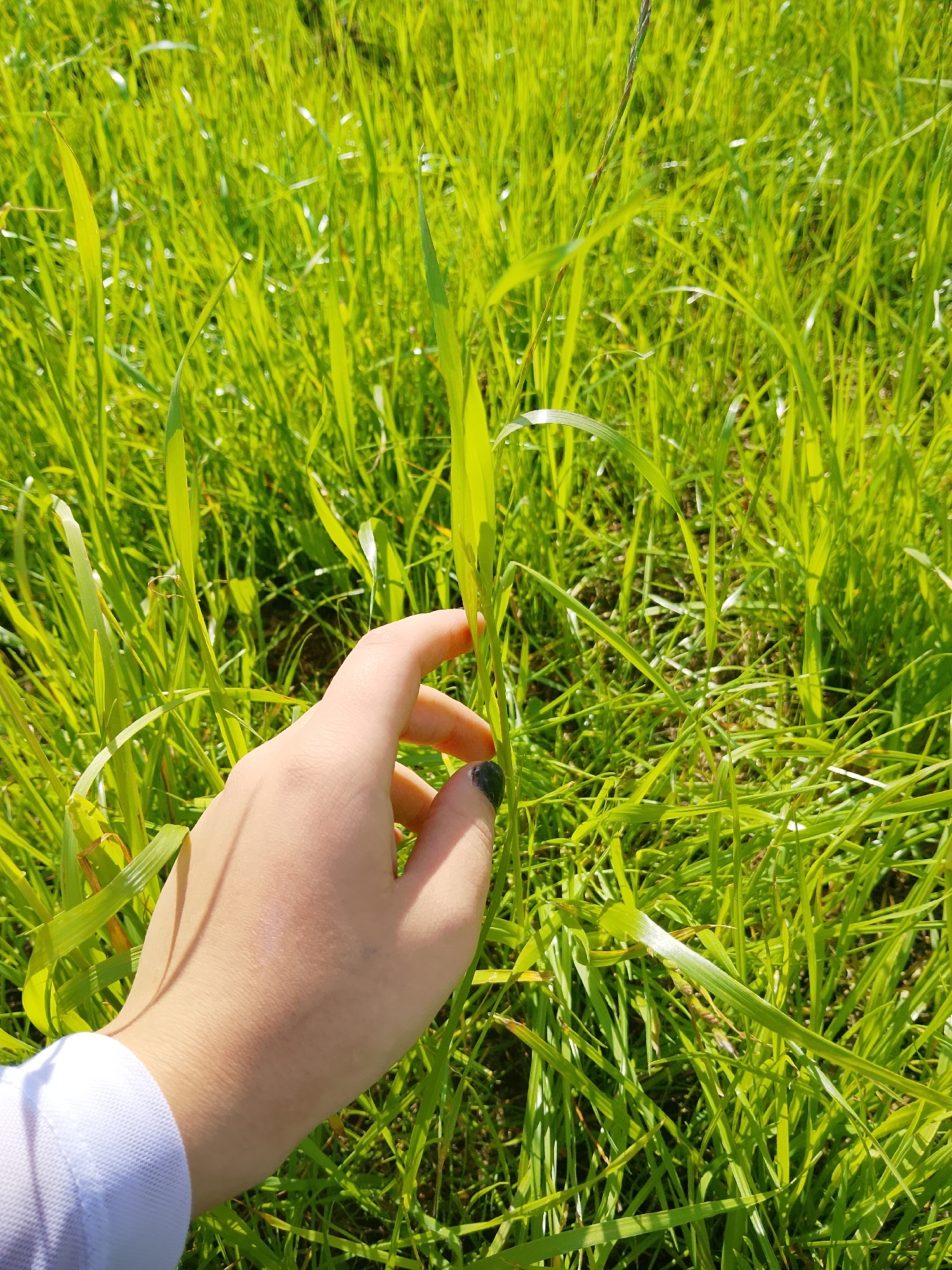 A human hand, with manicured fingernails, is gently touching the blades of green grass. The background is filled with lush, sunlit grass, indicating an outdoor setting. The image appears to be taken in a natural environment, possibly a field or park. There is no discernible evidence of urban infrastructure or specific landmarks that would pinpoint a location within the city of Арефино, Russia. The focus is on the interaction between the hand and the grass.