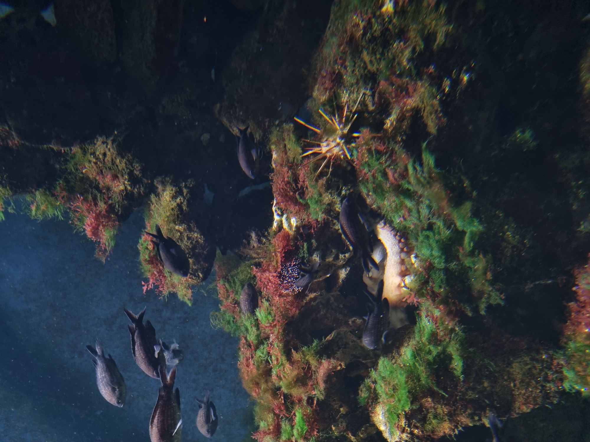 The image shows an underwater scene, possibly an aquarium. There are several dark-colored fish swimming in the water. The backdrop consists of rocks or structures covered in algae or coral-like growths with green, brown, and red hues. In the center of the image, there appears to be a pale octopus clinging to the rock formation. There's a spiky object resembling a sea urchin attached nearby. The water has a bluish tint. There is no evidence that this image is in Schallstadt, Germany.