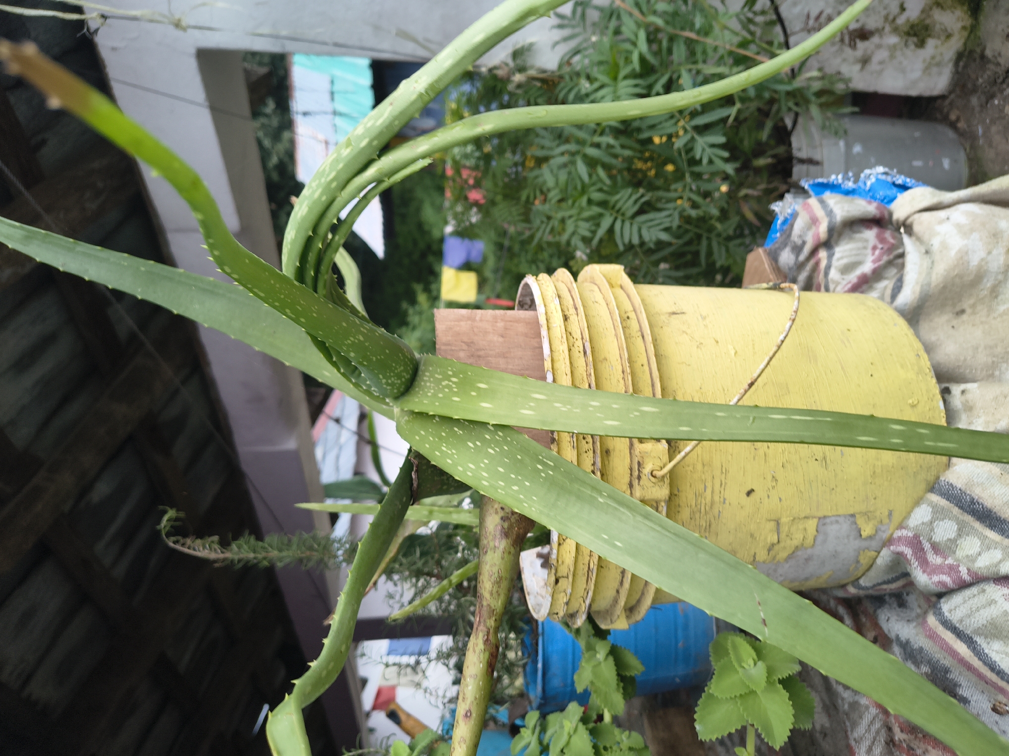 In Haini, India, an aloe vera plant is prominently displayed in a weathered yellow bucket. The plant's long, succulent leaves, dotted with white spots, arch gracefully over the bucket. The bucket itself shows signs of wear, with peeling paint revealing a lighter color beneath. The background is a blur of greenery, suggesting an outdoor setting with other potted plants. A rustic, thatched roof structure is visible overhead. The overall impression is one of a simple, natural scene within an Indian urban environment.