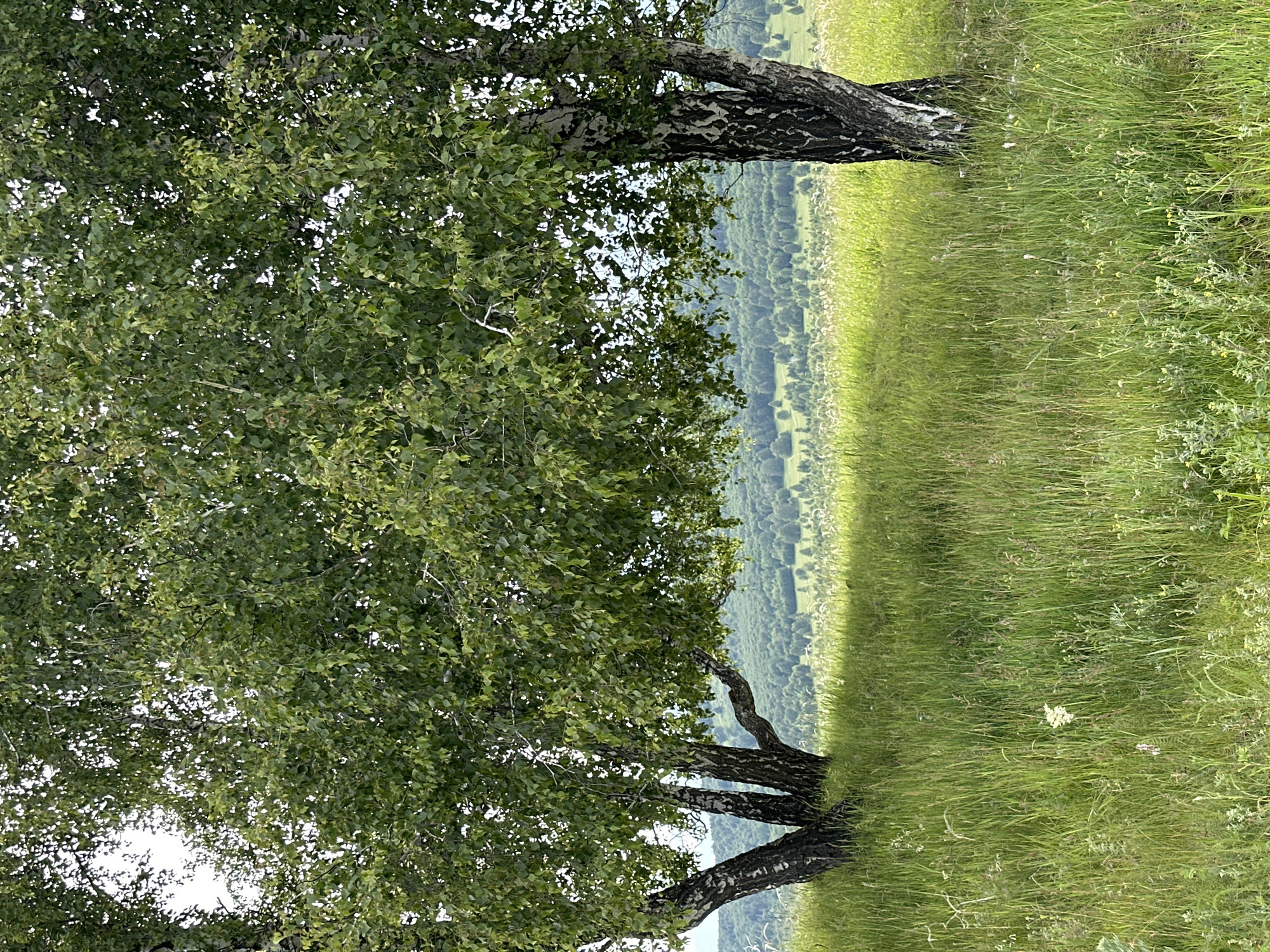 This is a full-shot, eye-level outdoor photograph of a grassy hill with birch trees. The foreground is dominated by tall, green grass, with a few small white wildflowers visible. In the middle ground, two large birch trees stand prominently. The tree on the left has a cluster of three trunks, while the tree on the right has a single, thick trunk. Their branches, laden with lush green leaves, extend across the upper portion of the image. The background reveals a rolling landscape covered in dense forest, with a lighter green meadow in between the trees and the forest. The sky is overcast and light. The scene depicts a natural, tranquil environment.