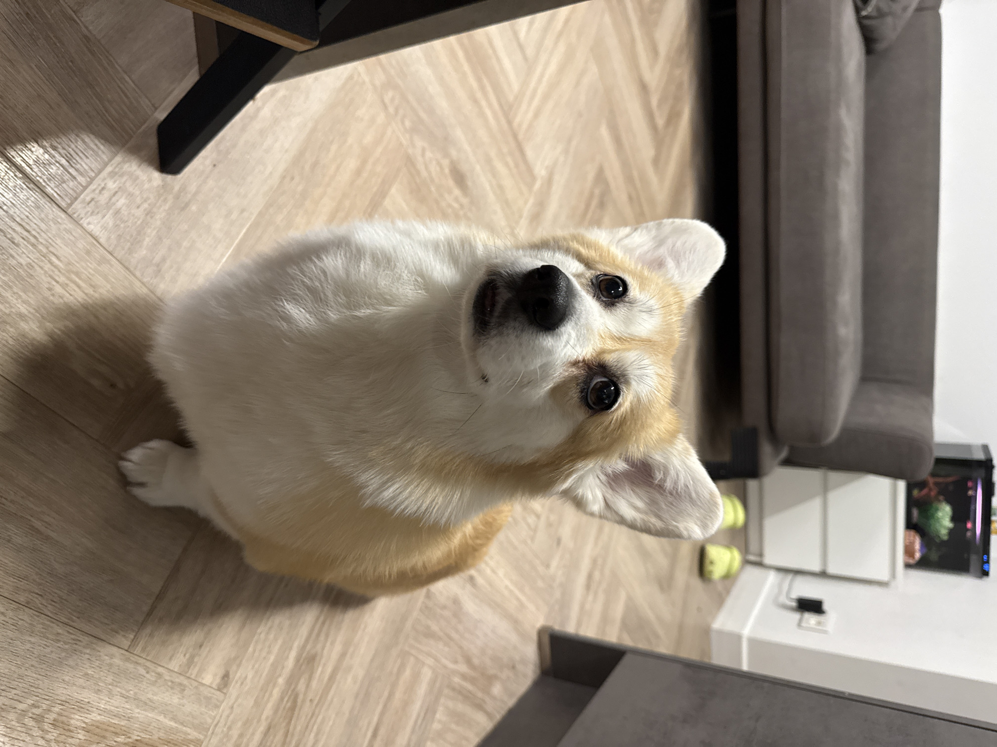 An indoor scene captures a small, fluffy Corgi dog looking up with an attentive and curious expression. The dog, primarily white with light tan markings around its eyes, ears, and back, is seated on a light-toned wooden or laminate floor, which features a distinct herringbone pattern. Its front left paw is visible, tucked close to its body.
The setting appears to be a cozy living room or common area. To the dog's right, a dark grey sofa or armchair is partially visible, and underneath it, a white cabinet or stand. On this stand, a black power adapter or charger is plugged in. Further to the right, a small, illuminated fish tank or aquarium with vibrant green plants and fish adds a splash of color to the background. To the dog's left, a dark-colored, possibly black, leg of a table or furniture item extends downwards. In the background, a dark brown or grey curtain is drawn, partially obscuring a lighter wall or window area. Two bright yellow objects, which could be toys or slippers, are seen on the floor near the sofa. The lighting is soft and ambient, characteristic of an indoor environment. No text is visible in the image. The location context for this scene is Krasnoyarsk, Russia.