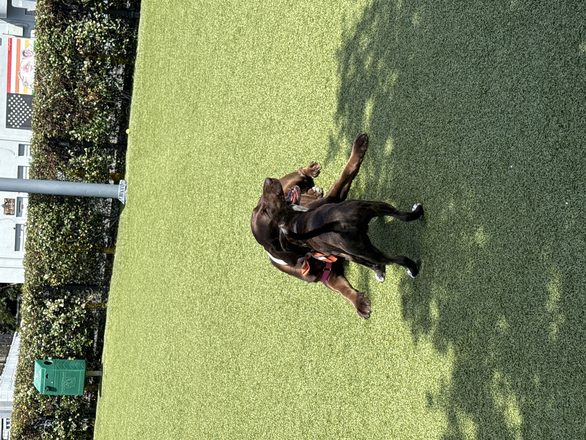 Two dogs are playing on bright green artificial turf in an outdoor setting. One dog is dark brown, partially on its back with its paws extended. The other dog is dark brindle with white paws, leaning over the first dog, engaged in playful interaction.
The scene is brightly lit by direct sunlight, casting distinct shadows on the turf, including a large, irregular shadow from what appears to be a tree in the upper right. In the background, there's a tall, lush green hedge or wall of foliage. Behind the hedge, parts of a white building are visible. A gray pole stands vertically on the left side of the frame, and a green dog waste bag dispenser is mounted on the hedge.
On the wall behind the foliage, multiple banners or art pieces are displayed. One clearly depicts a design resembling the American flag with white stars on a dark background and red and white stripes. Another banner next to it features a colorful, possibly abstract or stylized face. The overall atmosphere is playful and sunny, suggesting a dog park or dedicated pet play area.