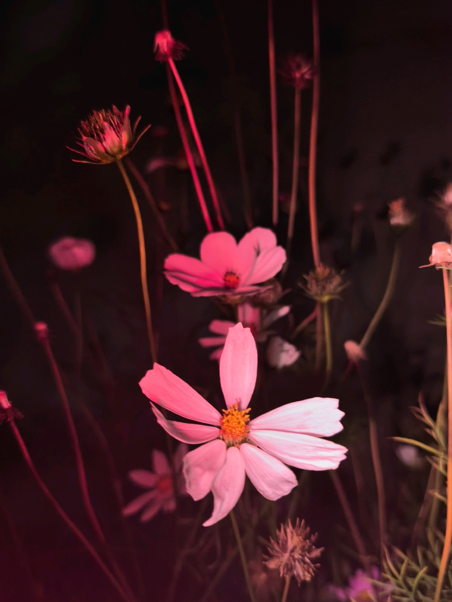 The image displays a close-up view of several pink cosmos flowers with dark backgrounds. One prominent flower in the foreground is fully bloomed, showing delicate white petals with a yellow center. Other flowers are partially visible, some appearing as buds, while others are blurred in the background. The lighting creates a moody atmosphere with strong red and pink hues, highlighting the flowers and casting them against a dark, indistinct environment. The image does not contain any information that would allow for the determination of its location in Mahilyow, Belarus, or any specific environmental context beyond the flowers themselves.