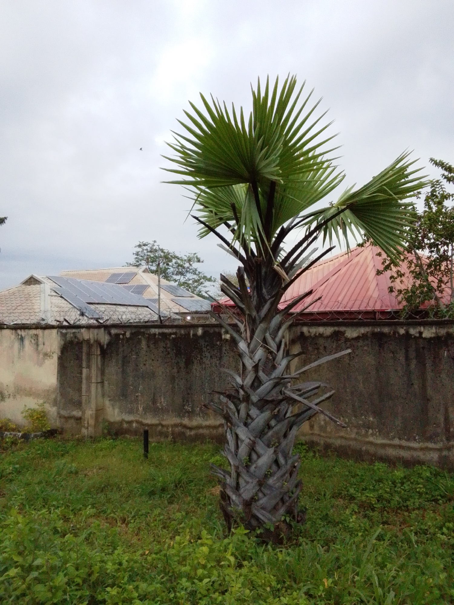 A medium shot captures a palm tree in the foreground, its weathered trunk a mosaic of dried fronds. Beyond the tree, a concrete wall, weathered and stained, runs horizontally, topped with barbed wire. Behind the wall, two structures are visible: on the left, a building with a tiled roof, partly obscured by solar panels; on the right, a building with a prominent red metal roof. Overcast skies loom above, with a faint bird visible in the upper left quadrant. The ground is covered in green grass and some scattered vegetation. The scene appears to be in a residential area in the city of Serti, Nigeria.