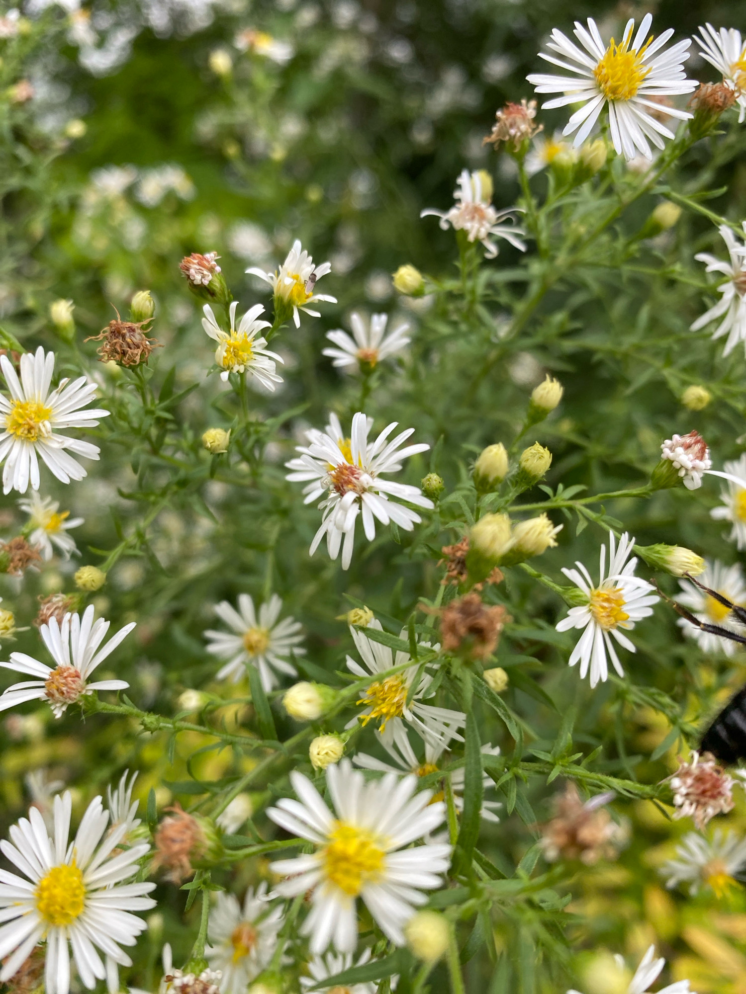 In Baie-D'Urfé, Canada, a close-up, shallow-depth-of-field shot focuses on a cluster of white asters with bright yellow centers. The flowers are in various stages of bloom, with some fully open and others in bud. The background is a soft blur of green foliage and more out-of-focus white flowers, suggesting a garden or natural setting. A small insect with black and yellow markings is visible on the right side of the frame, partially obscuring a flower. Dried seed heads and green stems are interspersed among the blooms, adding texture and detail to the scene.