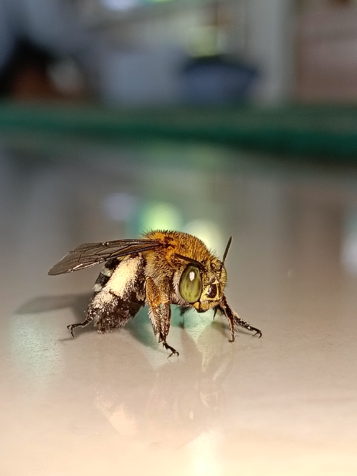 A close-up shot of a fuzzy bee with striped abdomen standing on a shiny, light-colored surface. The bee is facing slightly to the right with its head and antennae visible. The background is blurred. Location: Unknown, Unknown.