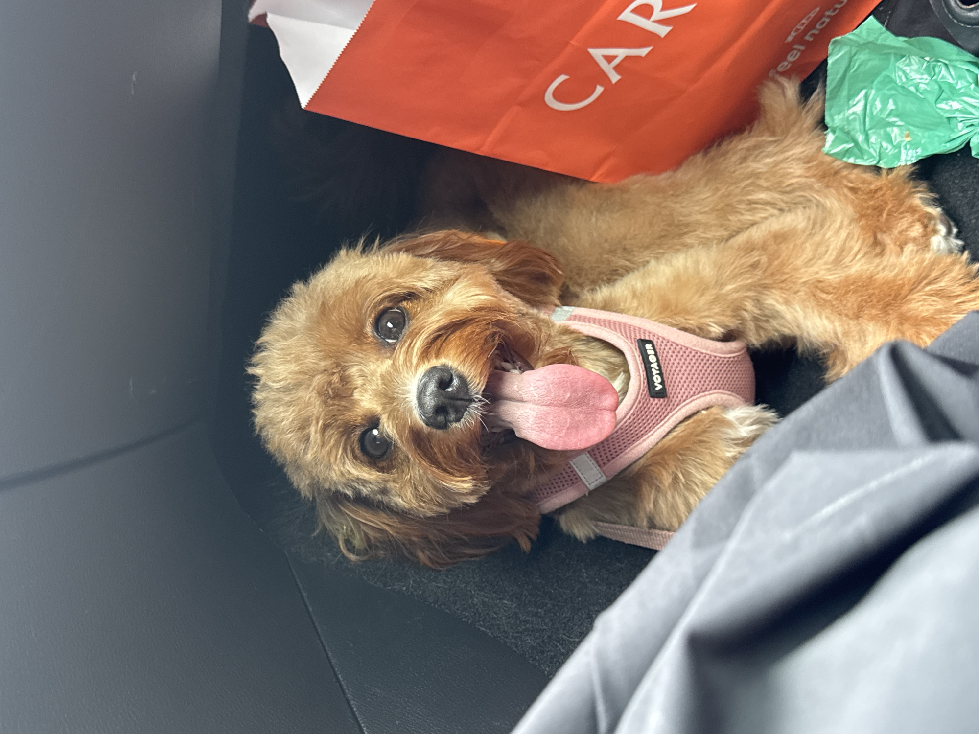 A medium shot captures a small, fluffy, tan-colored dog panting with its tongue out, looking directly at the camera. The dog is wearing a pink mesh harness with a small black tag that reads "VOYAGER". It is positioned in what appears to be the interior of a vehicle, possibly in the backseat or a cargo area, as indicated by the dark, textured surfaces surrounding it. To the right of the dog, a bright orange shopping bag with white lettering, partially visible and reading "CAR...", is propped up. A crumpled green plastic bag is also visible in the lower right corner. A dark gray fabric object, likely clothing or a blanket, occupies the left side of the frame, obscuring part of the dog and the background. The overall lighting suggests an indoor or shaded environment. The scene does not contain any discernible landmarks or features that would specifically place it in Deerfield Beach, Florida, United States of America.