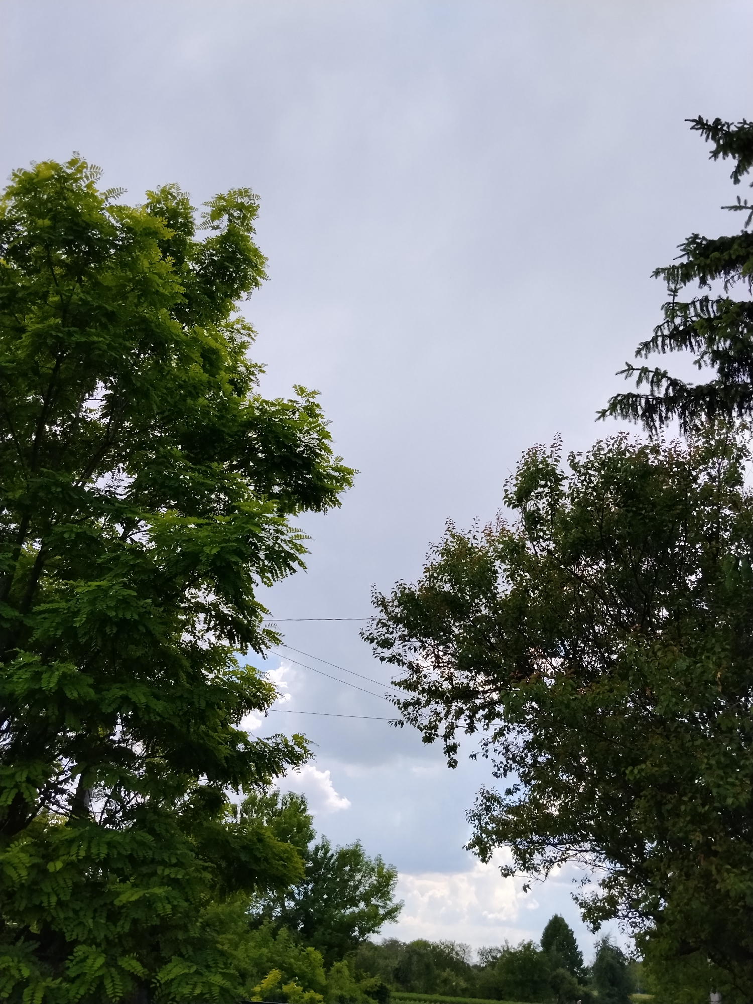 In Dibrivka, Ukraine, an image captures a sky filled with scattered clouds, rendered in shades of white and gray. The view is framed by the lush green foliage of trees on both the left and right sides, with the left side dominated by a large, leafy tree and the right side featuring a coniferous tree. In the middle ground, two thin, dark wires stretch horizontally across the frame, suggesting the presence of electrical or telephone lines. The scene is tranquil and natural, hinting at an outdoor setting away from dense urban development.