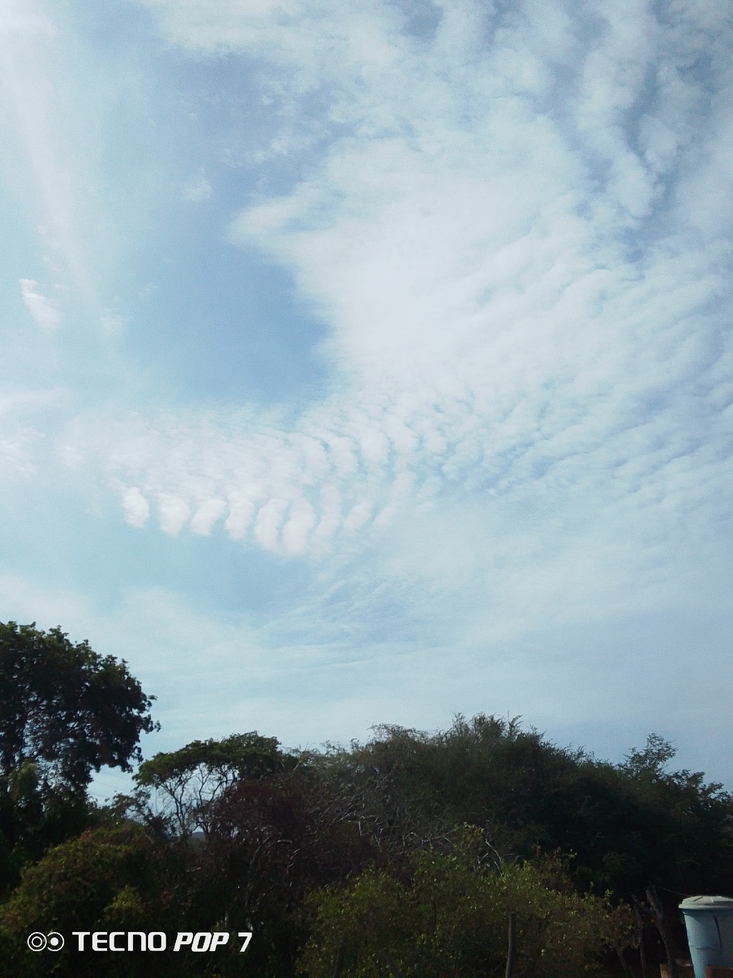 The image shows a partially cloudy sky above a dense line of trees and bushes. The sky is predominantly blue with a large area of altocumulus clouds in the center-right. A bright light source, possibly the sun, is visible in the upper-left corner. The trees are green and dark green, forming an uneven skyline. A small blue container is visible on the right edge. The image appears to be taken in Pedro González, Venezuela, based on the camera watermark "TECNO POP 7." No people or animals are visible.