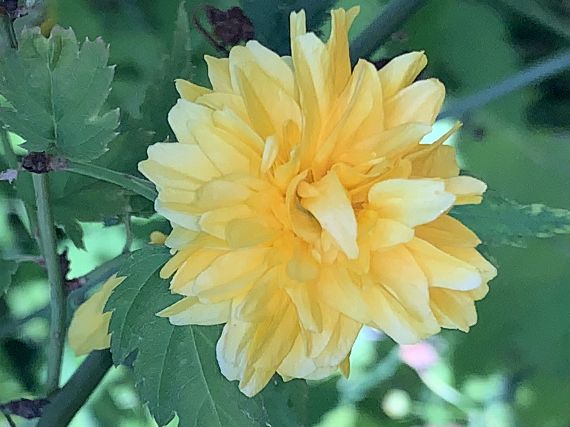 The primary subject of the image is a vibrant yellow, double-flowered blossom, likely a type of Kerria japonica. The flower is centrally positioned and dominates the frame, showcasing numerous ruffled petals in a dense, pom-pom-like formation.
The activity captured is the natural blooming of the flower in its environment.
Notable details include the bright, sunny yellow color of the petals, which exhibit subtle variations in shade and texture. Surrounding the blossom are several green leaves with distinctly serrated or toothed edges, some appearing in sharp focus and others softly blurred. These leaves are a fresh, medium green color, contrasting with the bright yellow of the flower. Thin, brownish-green plant stems are also visible, providing structural support to the foliage and flower. The background is predominantly a soft, out-of-focus blur of various shades of green, indicative of lush foliage in a garden or natural outdoor setting. Faint, indistinct blurs of lighter, possibly pink or purple, hues can be discerned in the distant background, suggesting other elements beyond the immediate plant. The lighting appears bright and natural, suggesting the photograph was taken during daytime. No specific time of day or weather conditions can be definitively determined beyond ample light. The overall scene conveys a sense of natural beauty and tranquility.
There is no visible text in the image. The location context is unknown.