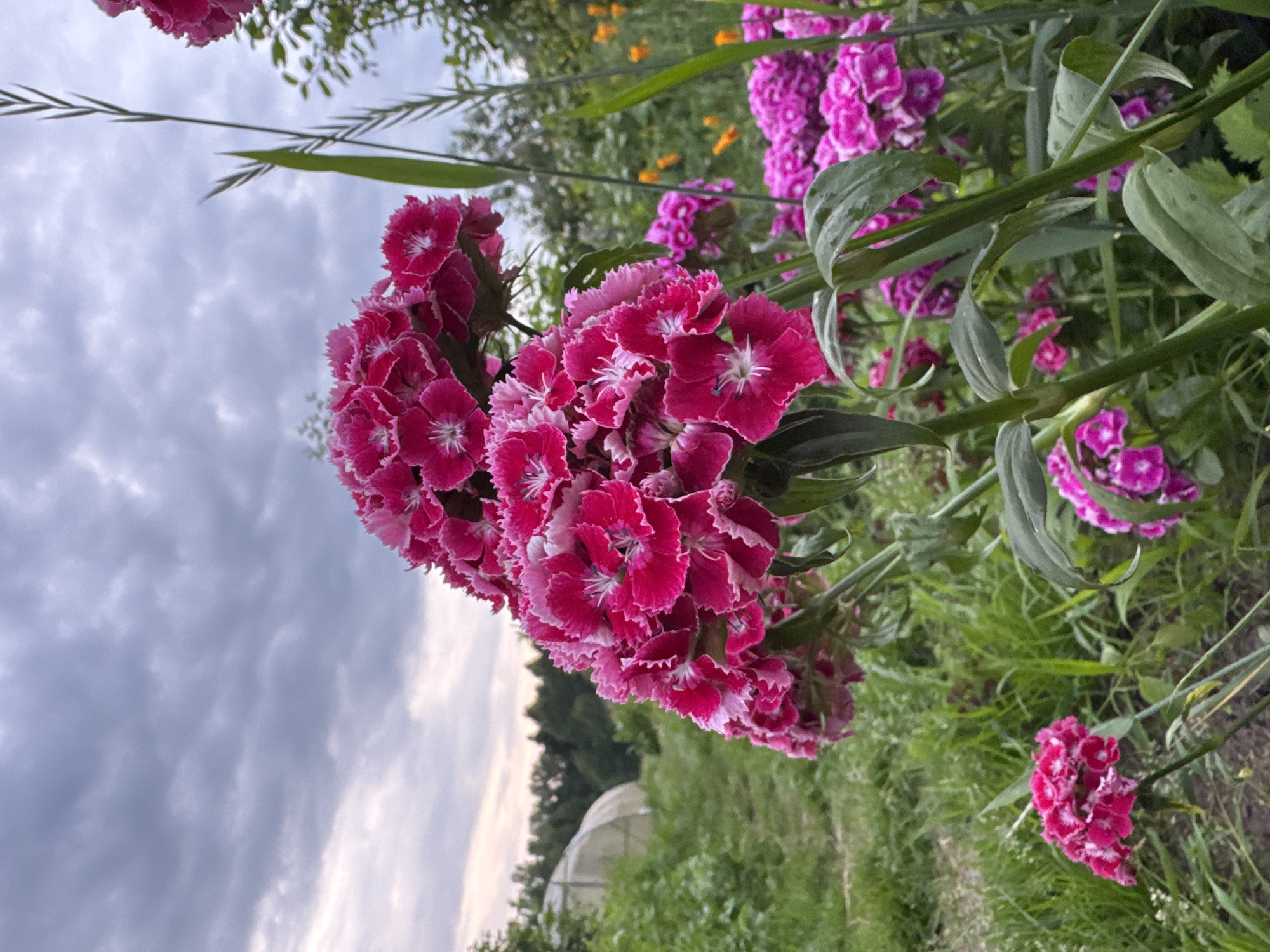 This media file captures a cluster of bright pink dianthus flowers in bloom, set against a backdrop of greenery and a cloudy sky. The flowers are the primary subject, with their ruffled petals and white centers drawing the eye. They appear to be part of a larger garden or natural landscape, with other pink and some yellow flowers visible in the background, suggesting a vibrant floral display. Tall green stalks and leaves are interspersed with the flowers, creating a sense of depth and lushness.
The sky is overcast with a mix of grays and whites, indicating it might be a cloudy day or late afternoon. In the lower right of the frame, a small greenhouse structure is partially visible amongst the foliage, hinting at a cultivated garden setting. The scene is outdoors, likely in a rural or garden environment. There are no people or explicit objects other than the flowers and greenhouse. The overall mood is serene and natural, with the vibrant colors of the flowers providing a focal point of beauty. The orientation of the image is vertical, with the flowers hanging downwards from the top left of the frame. There is no visible text in the image.