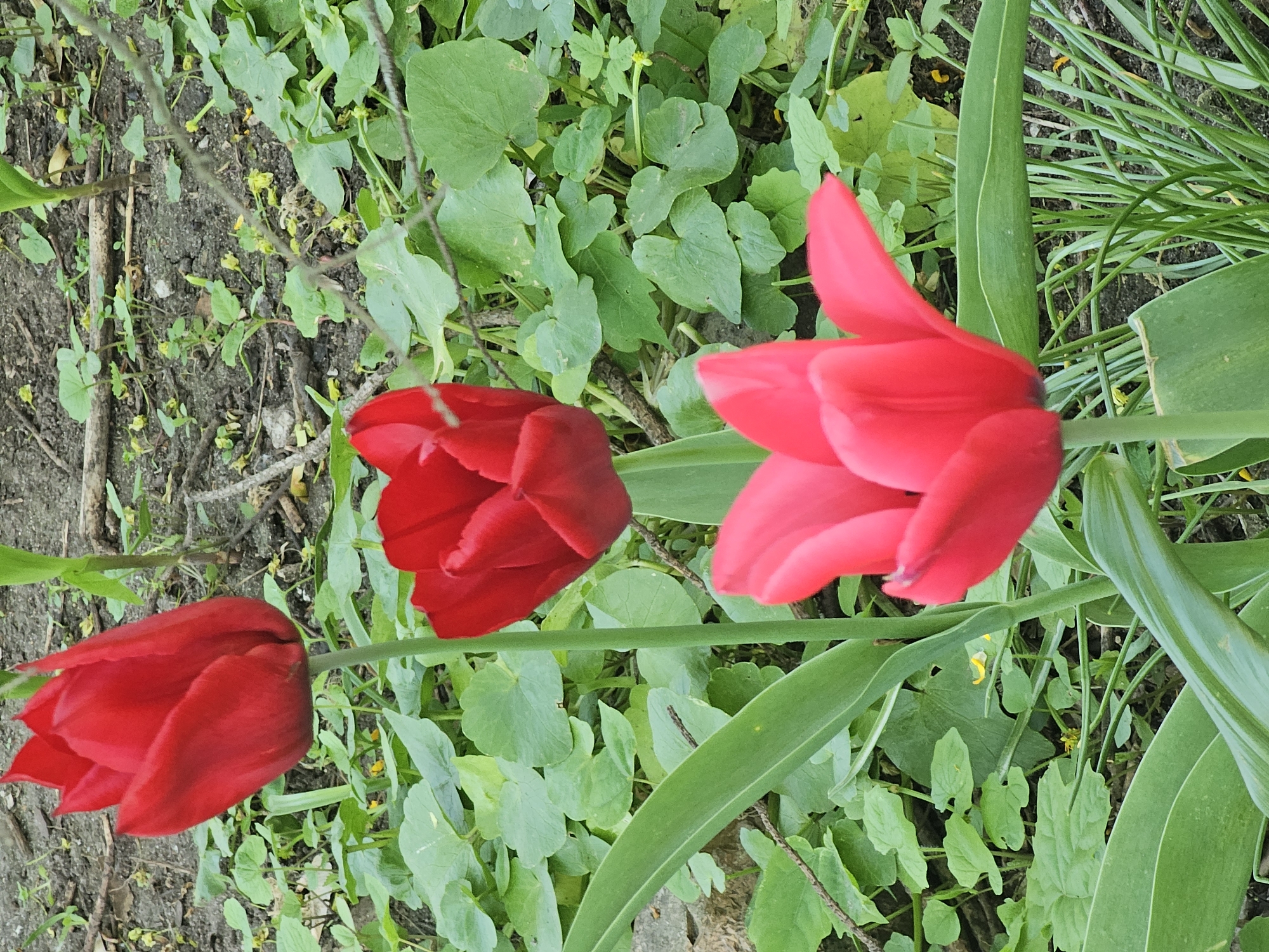 A ground-level view shows three red tulip flowers in various stages of bloom against a backdrop of assorted green foliage. The foliage includes broad leaves and fine, grassy blades. A patch of bare soil is visible in the background. The image's orientation is vertical.