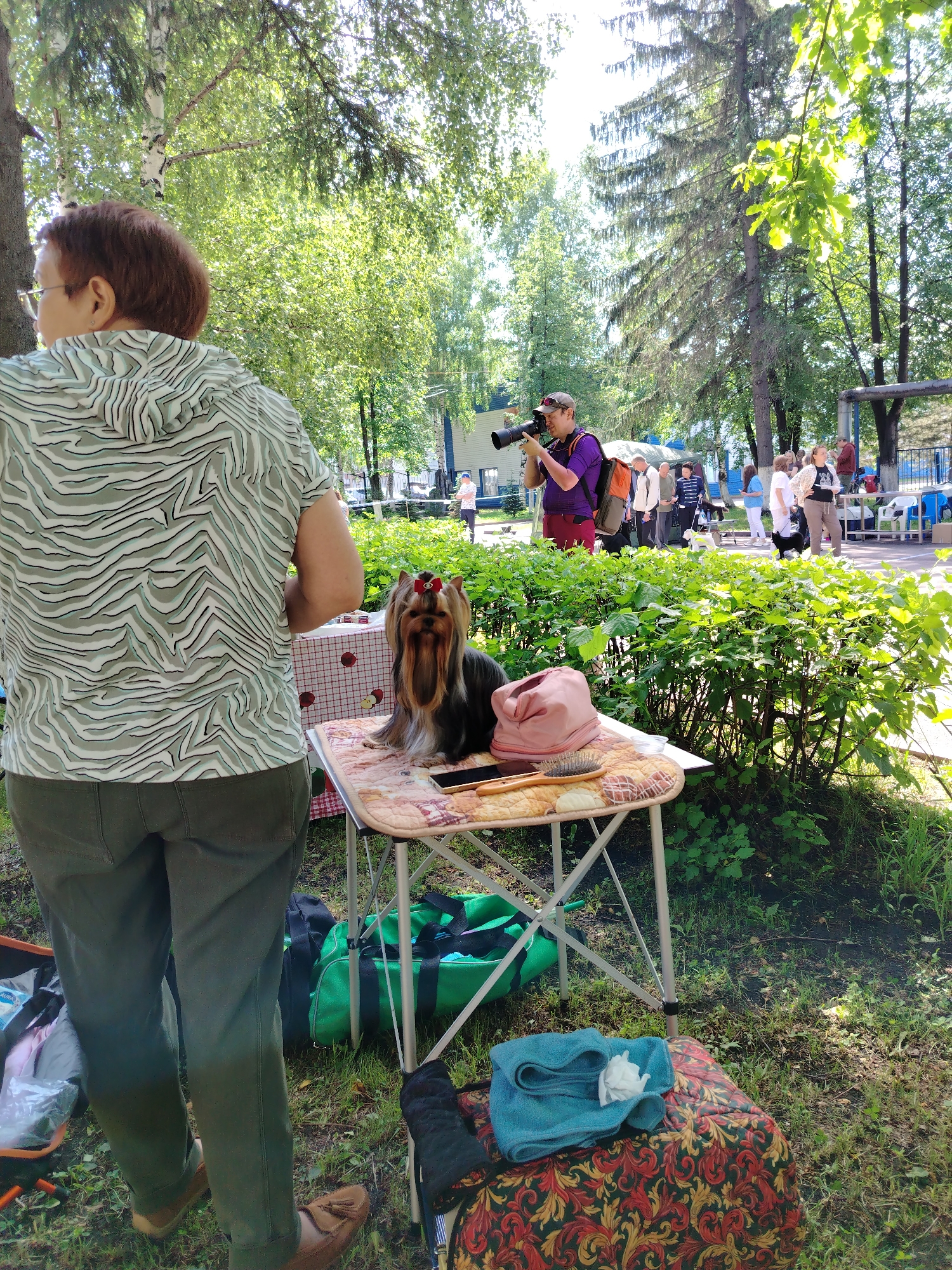 The image depicts an outdoor dog show or exhibition. In the foreground, a person is viewed from behind, wearing a green and white striped hooded shirt and green pants. To their right, a Yorkshire Terrier dog with a red bow on its head is sitting on a portable table. The table also has a pink hat, a brush, and a phone on it. In the background, several people are visible, some with dogs, and a man is taking photos with a large camera. The setting appears to be a park or green space, with trees and bushes visible. The presence of folding chairs and a blue fence in the background suggests a public event. The time of day is daytime, indicated by the sunlight and shadows. The overall scene suggests a community event focused on dogs, likely a breed show or competition.