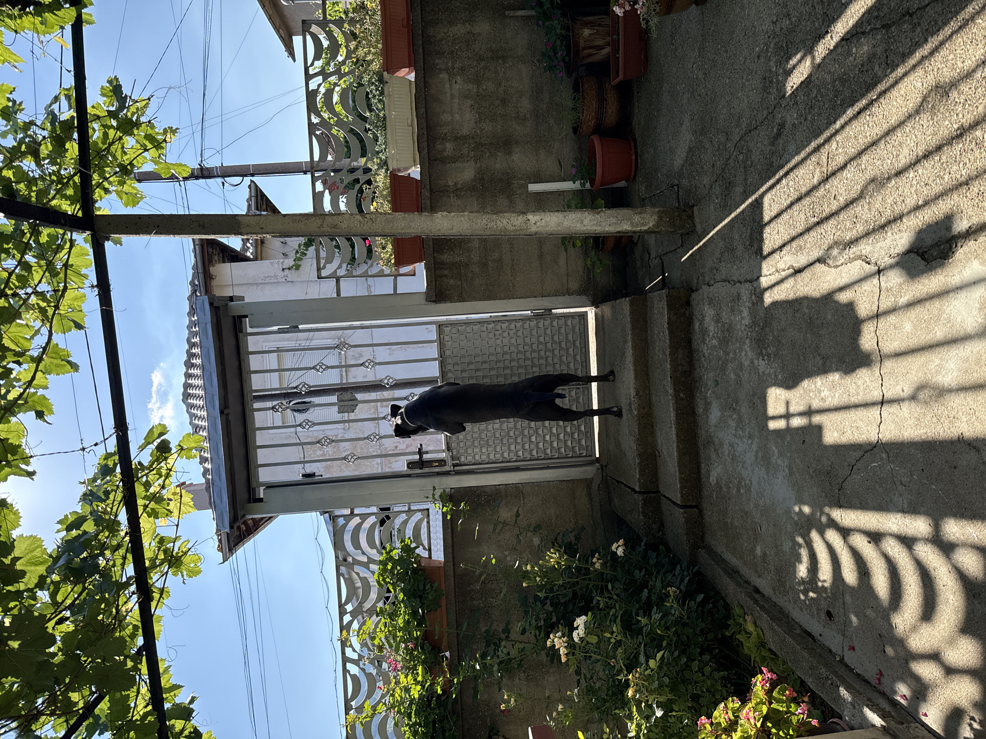 A dark-colored dog is standing on a concrete stairway in front of a metal gate, looking upwards and to the right, at a property in the city of Tvarditsa, Bulgaria. The dog's head and front paws are at the level of the gate's handle. The gate is partially open, revealing a building with a tiled roof and a chimney behind it. The environment appears to be a residential yard, with various potted plants and flowers lining a wall and a decorative fence. Sunlight casts shadows on the concrete ground, suggesting it is daytime. A concrete pillar, part of an overhead structure, stands to the right of the dog. Electrical wires are visible in the background against a clear blue sky with some clouds.