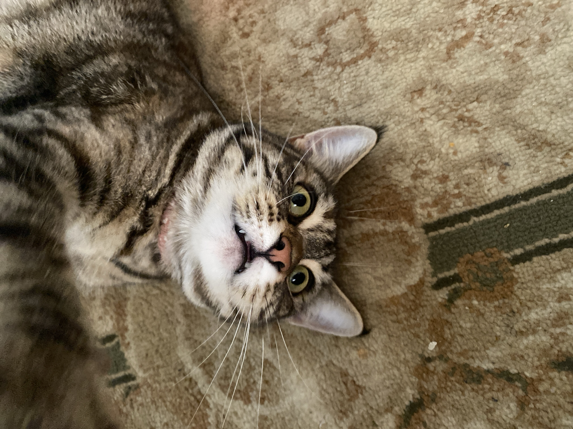 A tabby cat lies on its back on a patterned rug, its head tilted upwards. Its eyes are open and green, and its mouth is slightly ajar, revealing its teeth. The cat's whiskers are long and white, and its ears are pointed. The rug has a brown and green pattern. The scene is indoors, likely in a domestic setting. There is no information to suggest this image is located in the city of Maykop, Russia.
